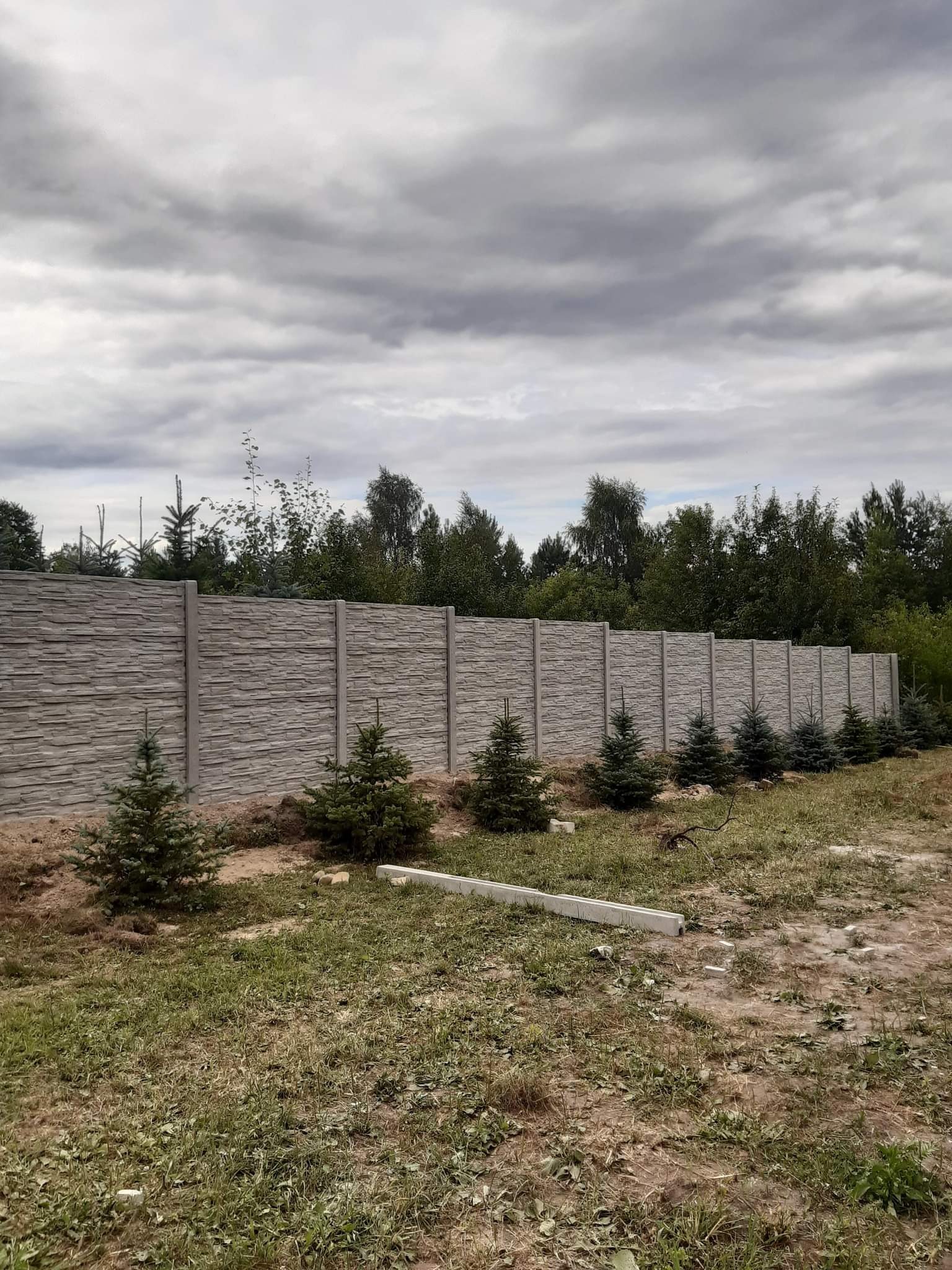 Długi, szary betonowy płot z poziomymi panelami, obsadzony rzędem małych, zielonych drzewek iglastych na tle pochmurnego nieba i drzew
