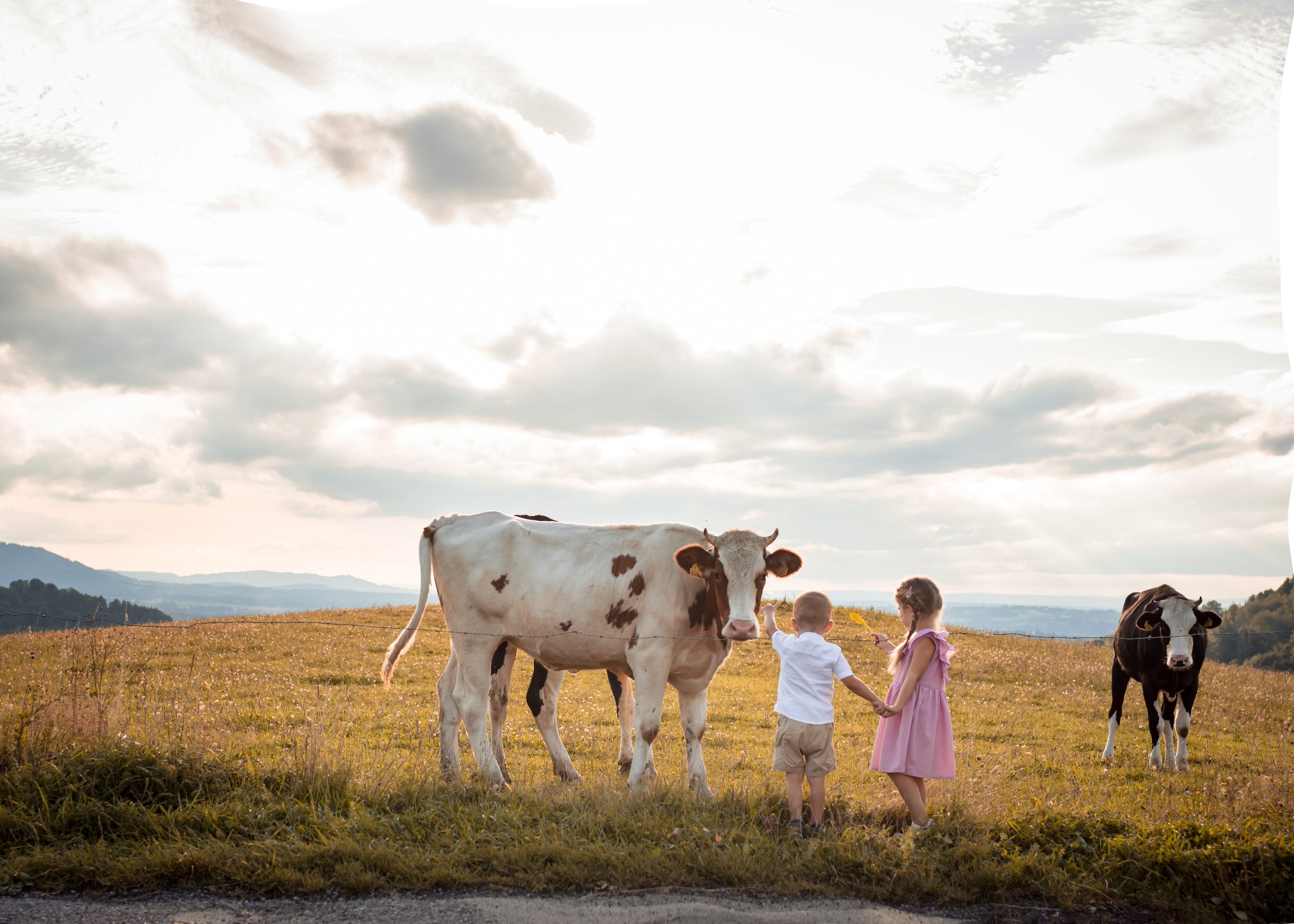 Dwoje dzieci, chłopiec i dziewczynka w letnich ubraniach, stoją na łące i wyciągają ręce do krowy w brązowe łaty, za nimi druga krowa i pagórkowaty krajobraz pod zachmurzonym niebem.