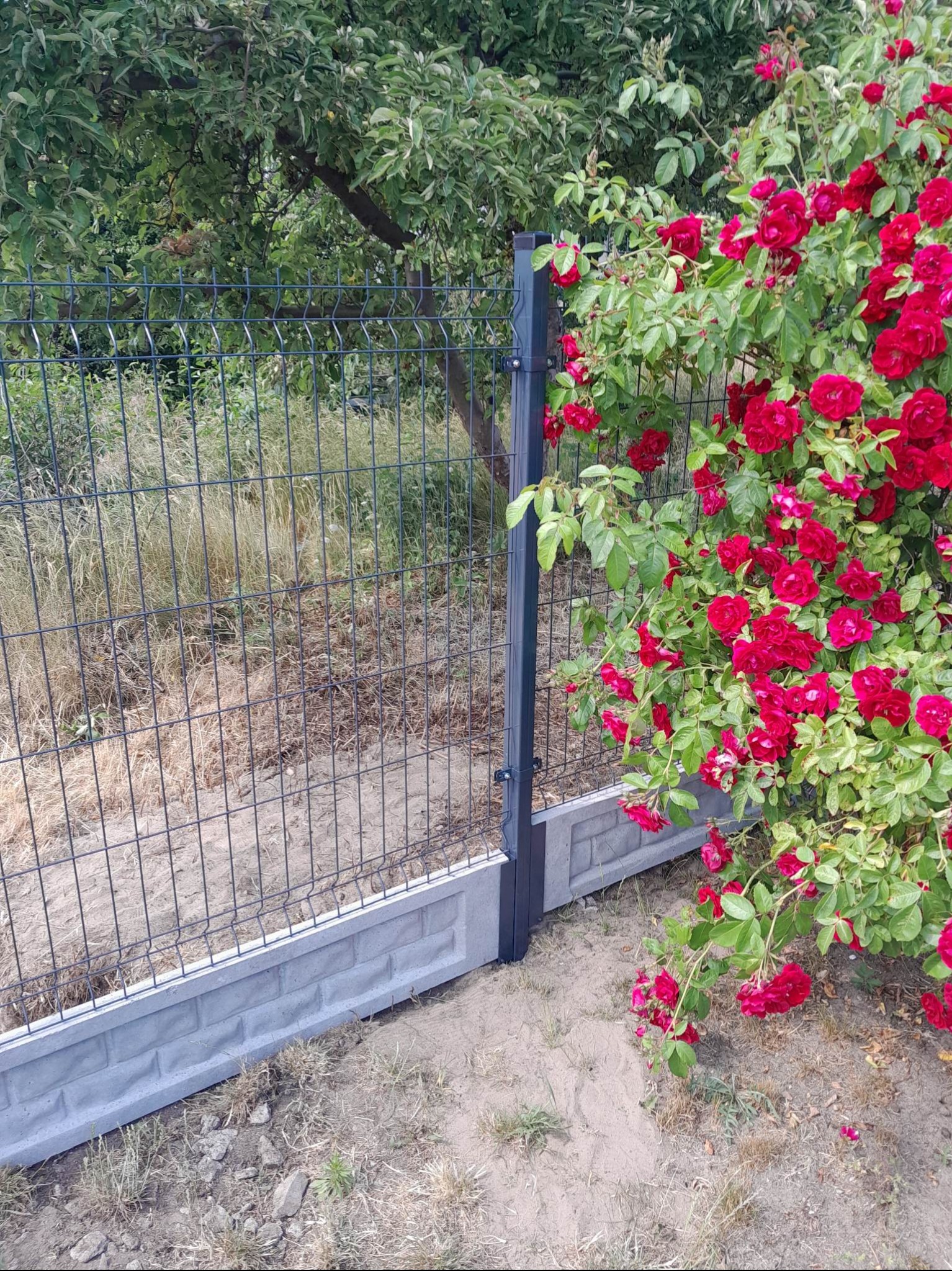 Panelowe ogrodzenie z podmurówką betonową, porośnięte krzewem kwitnących czerwonych róż.