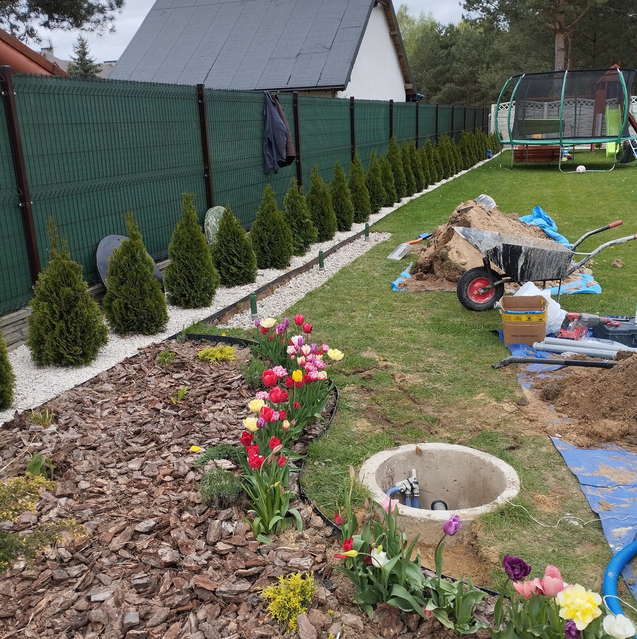 Betonowy krąg studzienny z rurami i zaworem w ogrodzie, obok rabata z tulipanami, w tle tuje i ogrodzenie panelowe.