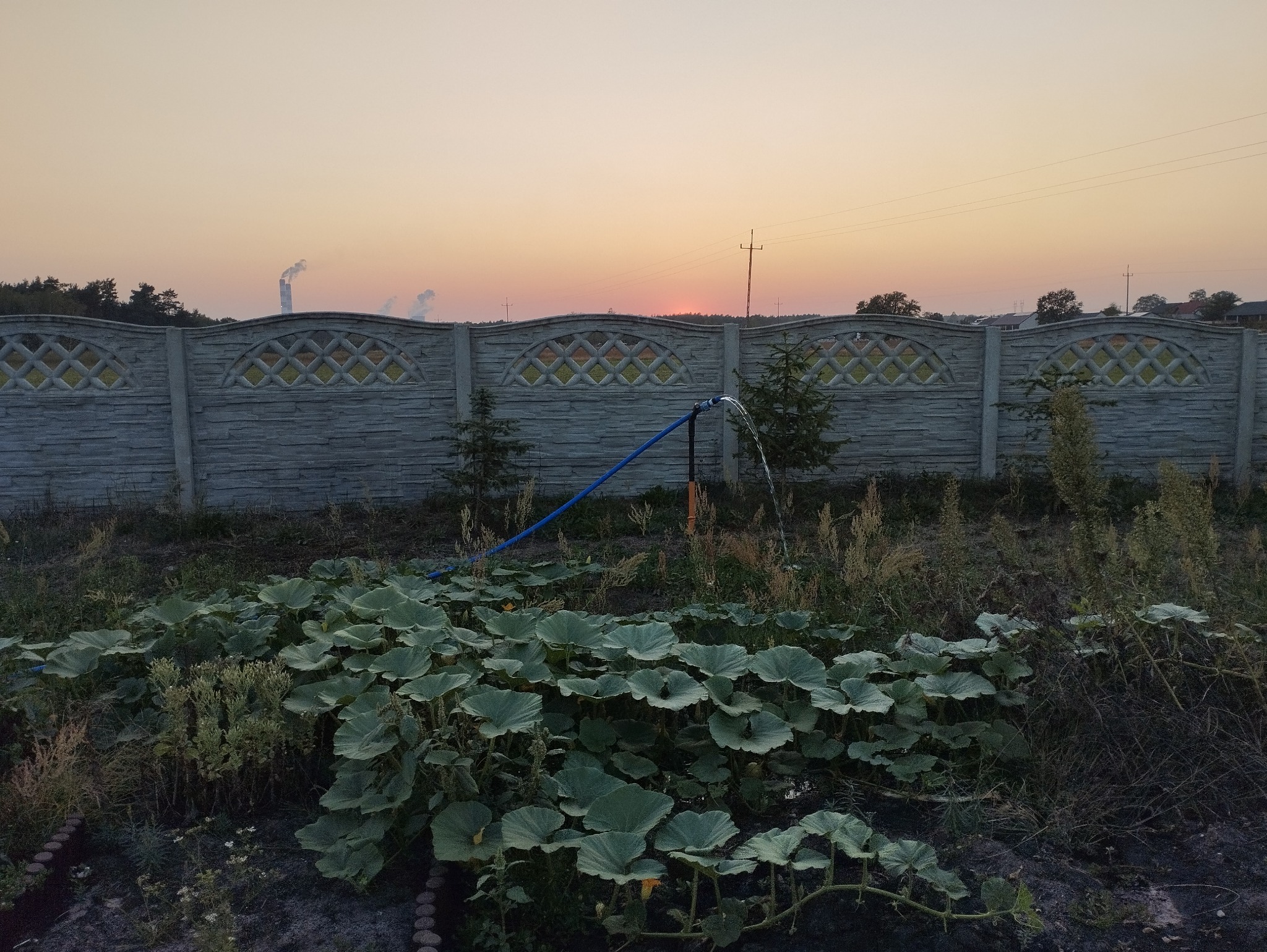 Nawadnianie uprawy dyni za pomocą węża podłączonego do instalacji wodnej na tle betonowego ogrodzenia i zachodzącego słońca.