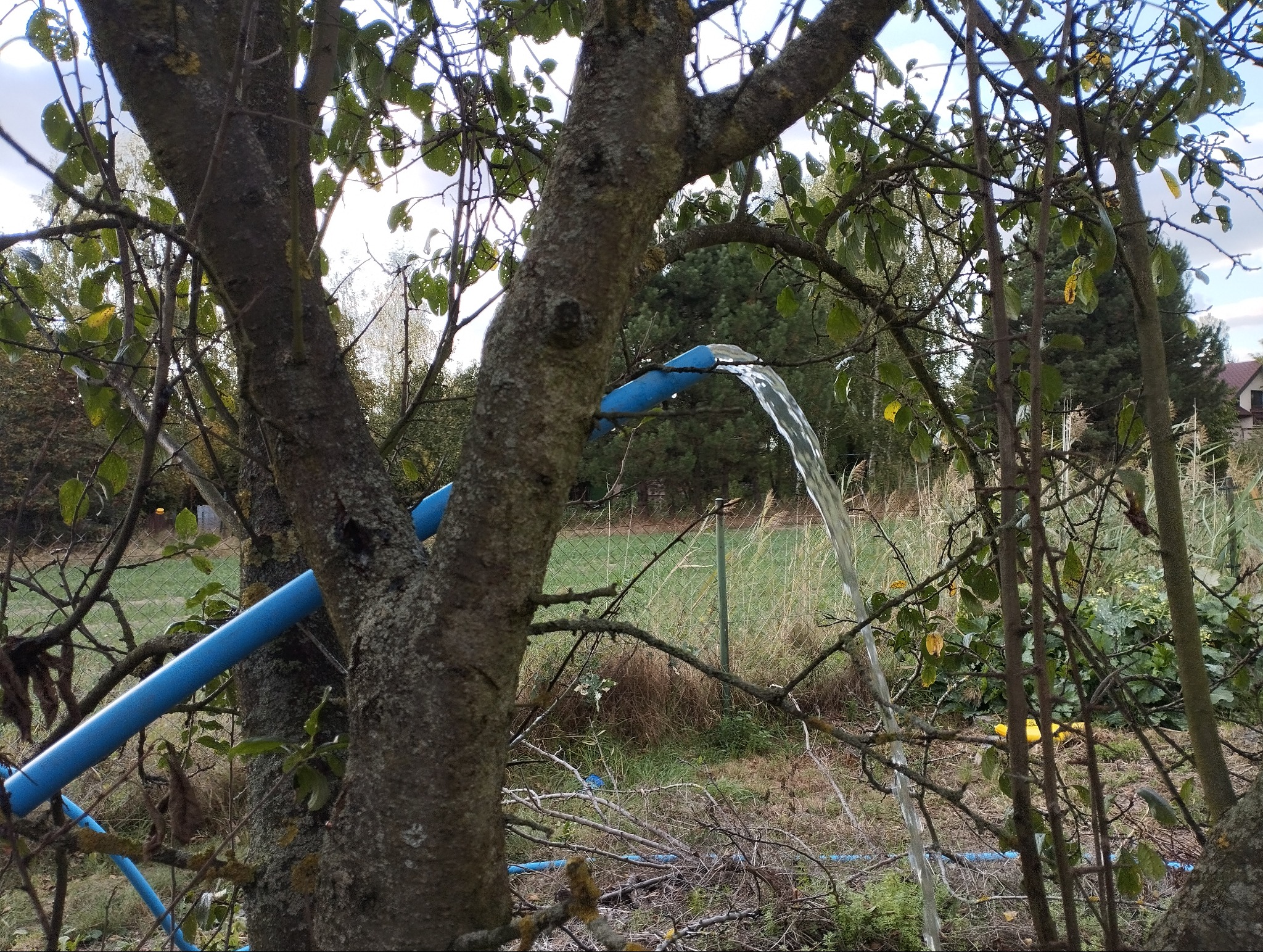 Woda wypływająca z niebieskiej rury przymocowanej do pnia drzewa; w tle widoczny ogród z siatką ogrodzeniową.