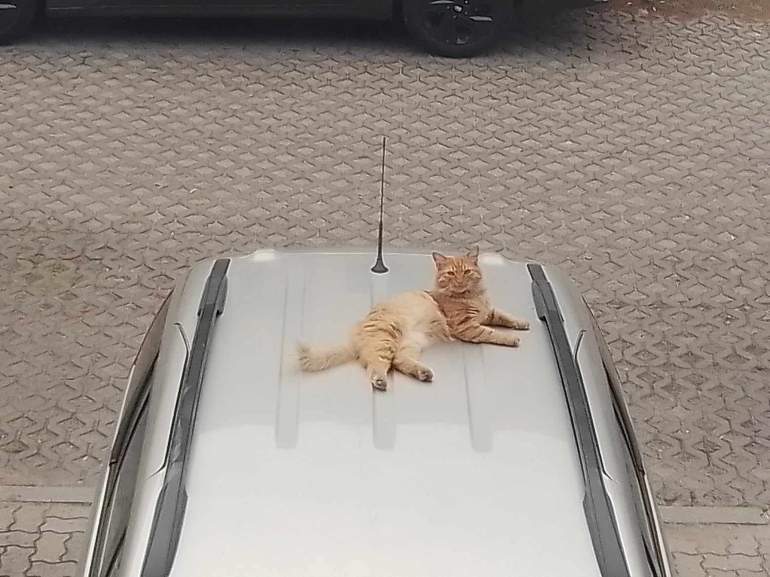 Rudy kot leży na srebrnym dachu samochodu, patrząc w obiektyw, z anteną tuż za nim, na tle brukowanej powierzchni i fragmentu innego pojazdu.