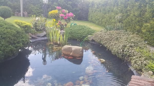 Oczko wodne w ogrodzie z kamieniami na dnie i roślinnością na brzegach, w tle krzewy i drzewa.