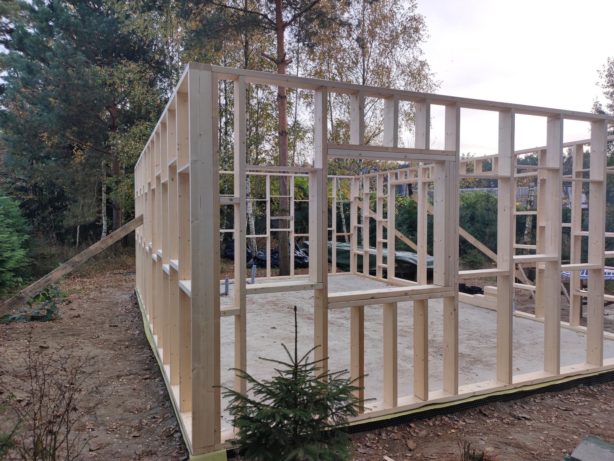 Surowa drewniana konstrukcja szkieletowa budynku w trakcie budowy, widok zewnętrzny z małą choinką na pierwszym planie.