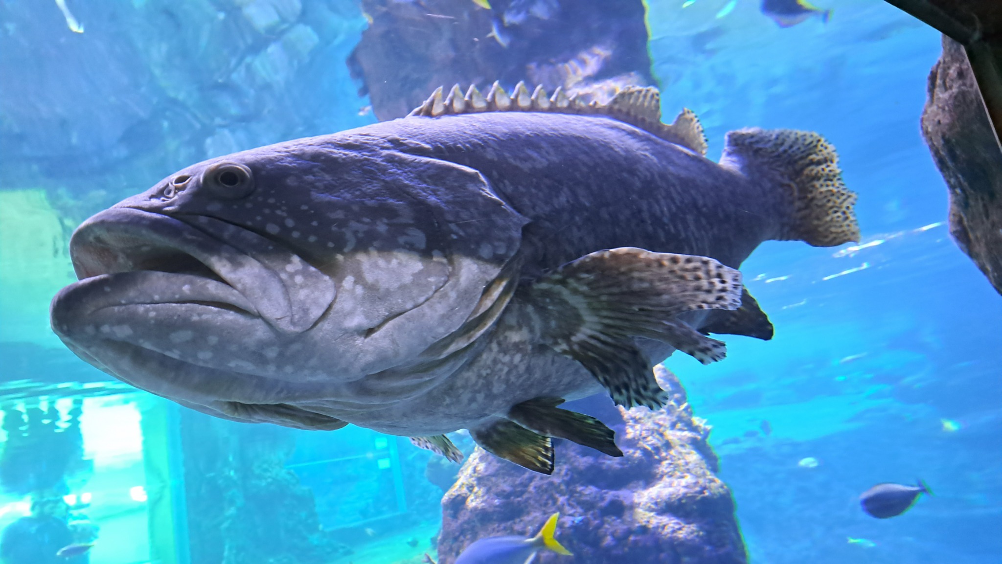 Duża ryba, prawdopodobnie granik, pływa w akwarium z błękitną wodą, widoczne skały i inne mniejsze ryby w tle.