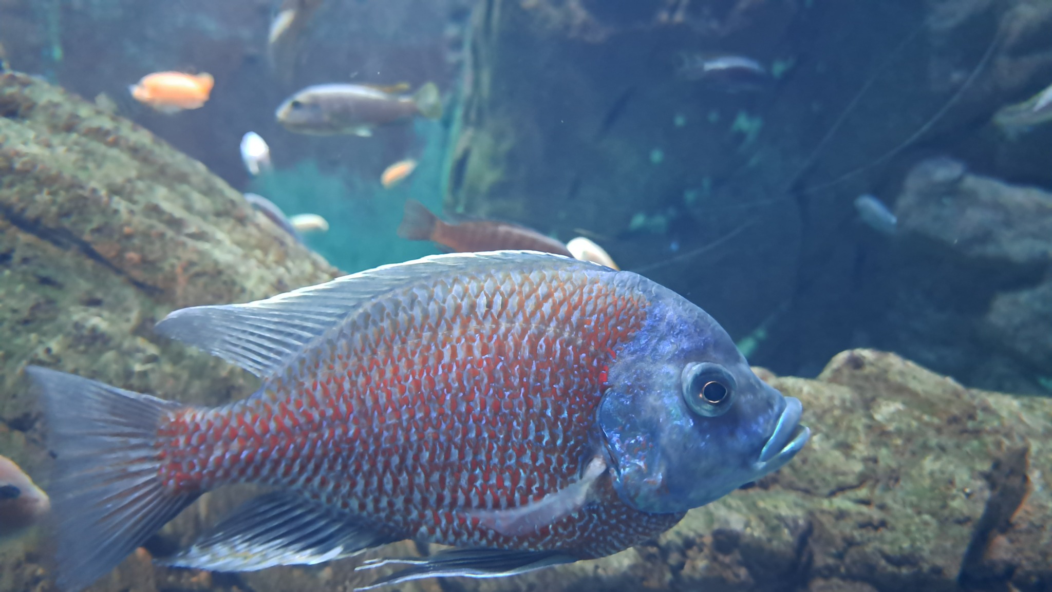 Zbliżenie na rybę Malawi z wyraźnym wzorem pomarańczowych plamek na szaro-niebieskim ciele, pływającą w akwarium z innymi rybami i kamiennym tłem.