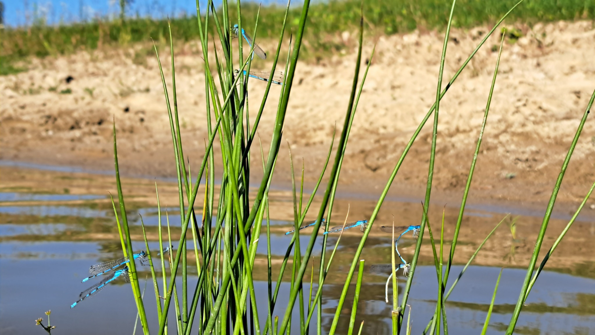 Kilka błękitnych ważek przysiadło na źdźbłach trawy nad brzegiem spokojnej wody, z piaszczystym brzegiem w tle.