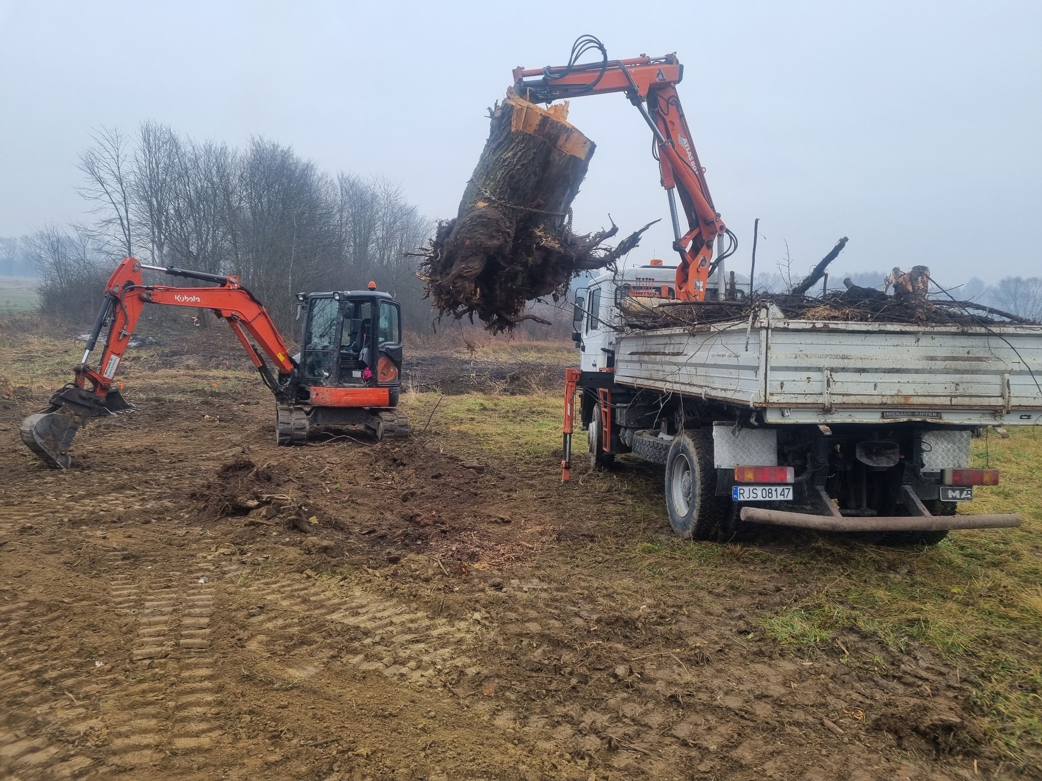 Pomarańczowy dźwig załadowuje duży pień z korzeniami na pakę białej ciężarówki na rozmokłym polu, obok stoi pomarańczowa koparka Kubota, pochmurny dzień.