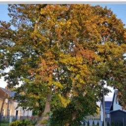 Duży, rozłożysty drzewo liściaste z żółknącymi liśćmi rosnące na trawniku w otoczeniu zabudowań mieszkalnych.