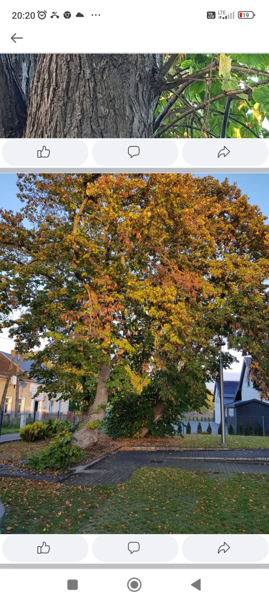 Duży, rozłożysty drzewo liściaste z żółknącymi liśćmi rosnące na trawniku w otoczeniu zabudowań mieszkalnych.