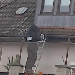 Dezynsekcja i deratyzacja Będargowo 1