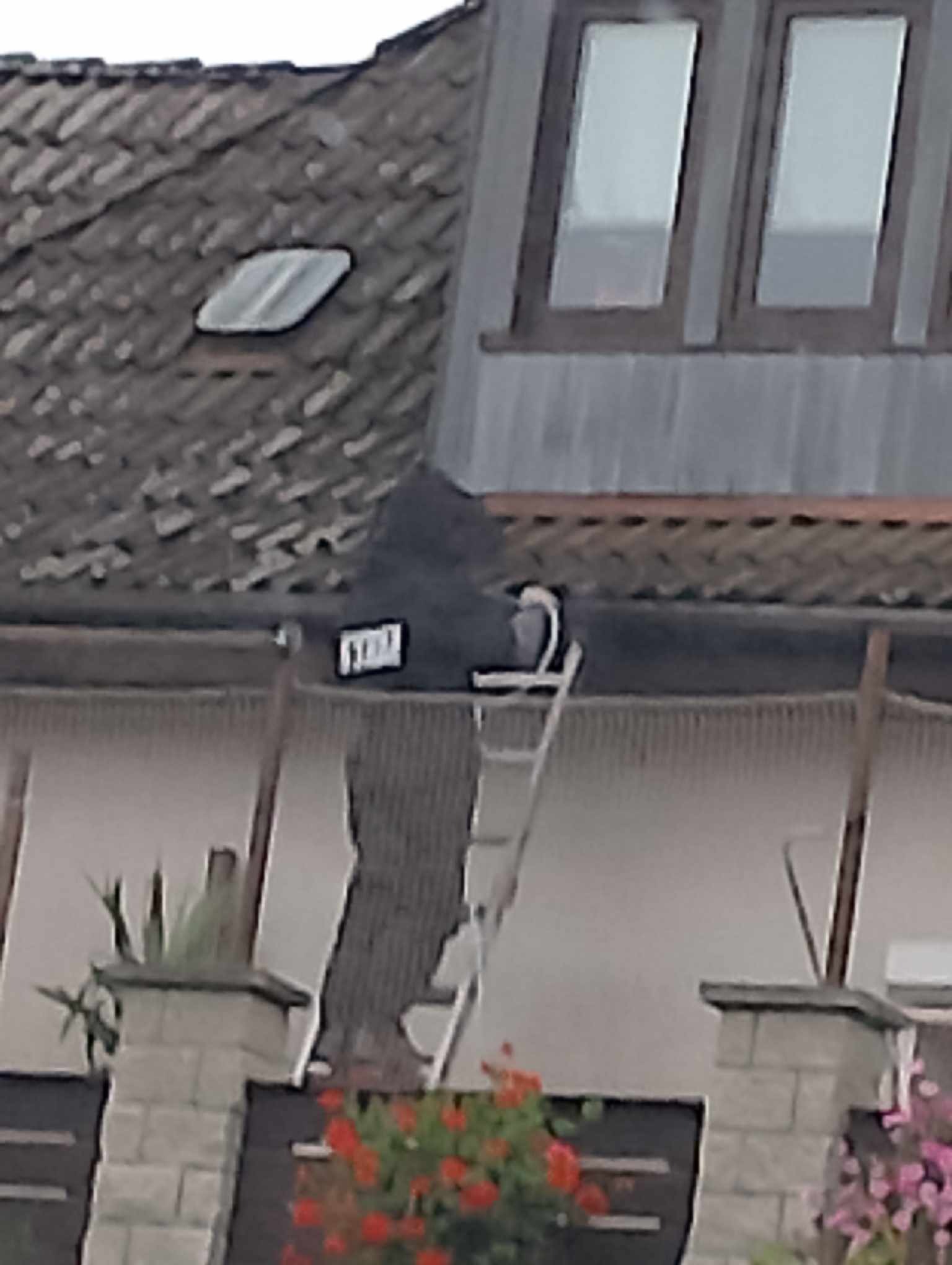 Pracownik w czarnym ubraniu i masce na drabinie przy rynnie domu z dachówką, widoczny fragment dachu z oknem dachowym i kwiaty w donicach na dole.