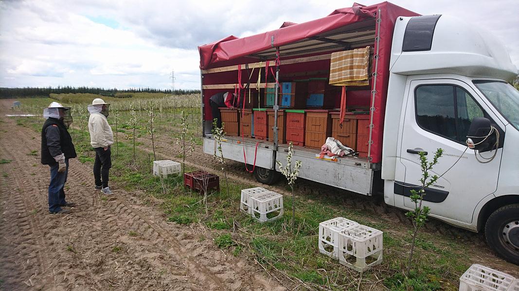Biała ciężarówka z otwartą plandeką załadowana ulami, dwóch pszczelarzy w ochronnych strojach obserwuje rozładunek na polu z młodymi drzewkami owocowymi i plastikowymi skrzynkami.