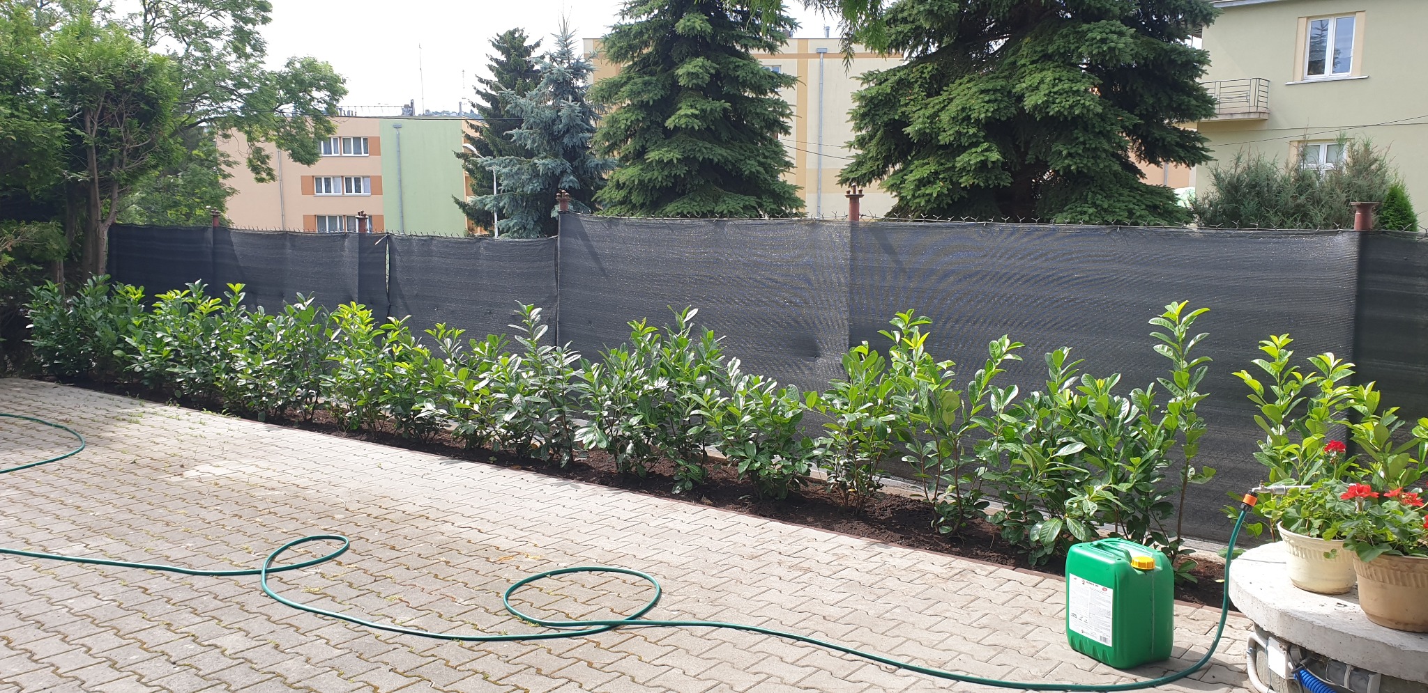 Świeżo posadzone krzewy laurowiśni wzdłuż czarnej siatki ogrodzeniowej, widoczny nawadniający wąż ogrodowy i kanister z nawozem, kostka brukowa na pierwszym planie, zieleń drzew w tle.