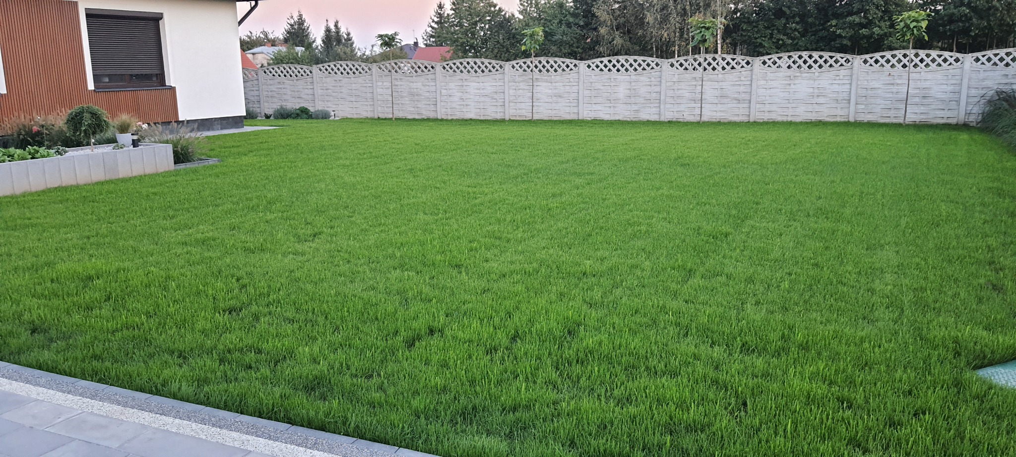 Równy trawnik z intensywnie zieloną trawą, widok z poziomu gruntu, ogrodzenie betonowe z dekoracyjnym wzorem w tle, fragment domu z drewnianą elewacją po lewej stronie.