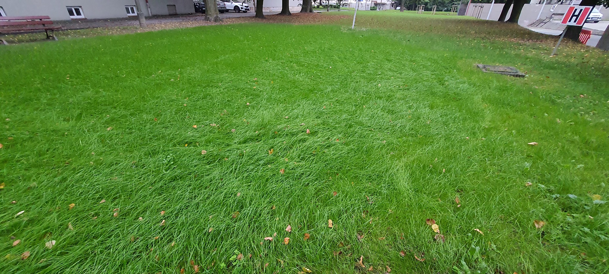 Rozległy trawnik z wysoką, świeżo skoszoną trawą, na której leżą pojedyncze brązowe liście, z widocznym w tle budynkiem, drzewami i zaparkowanymi samochodami.