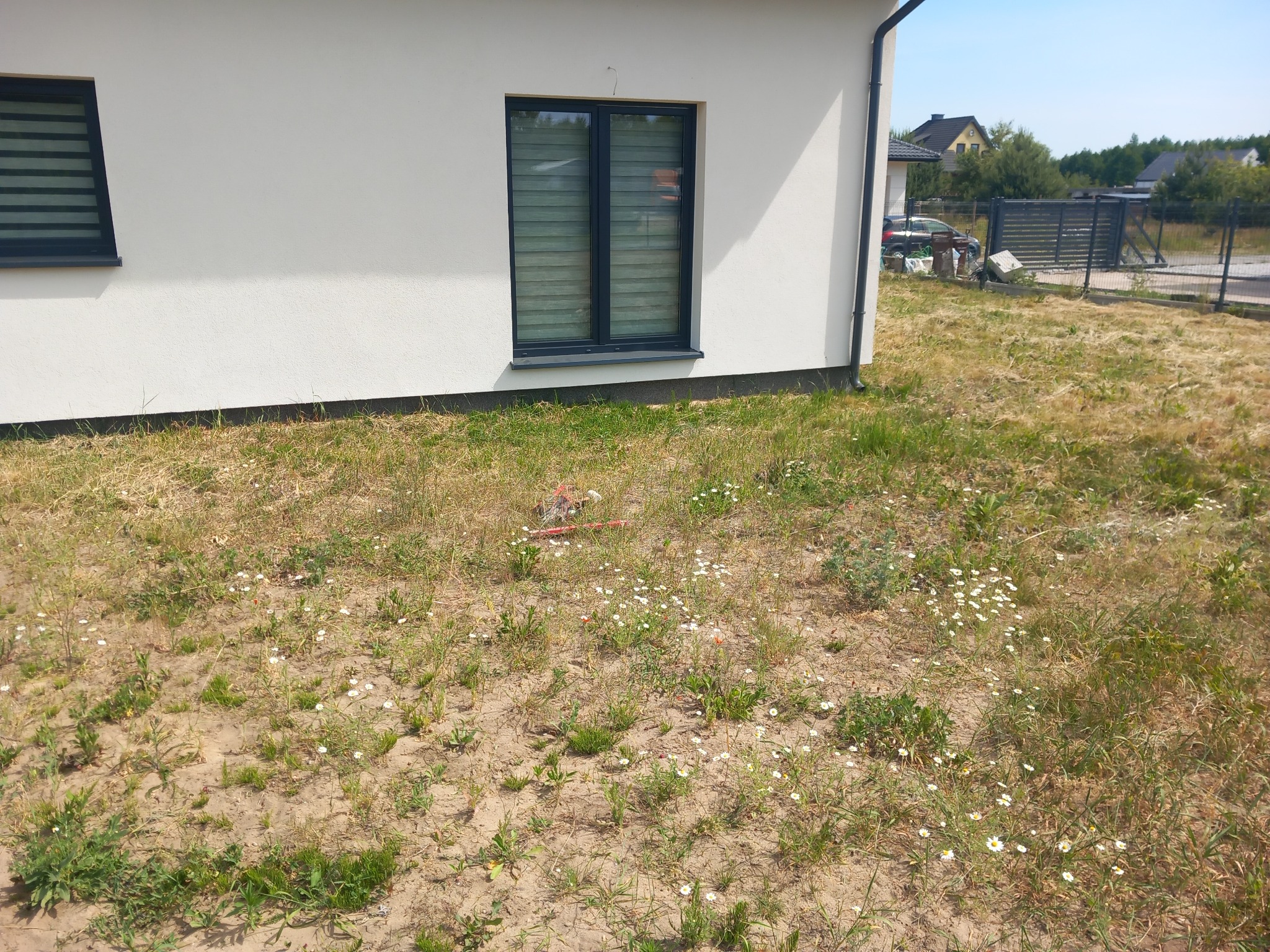 Świeżo otynkowany, biały budynek jednorodzinny z ciemnymi oknami z roletami zewnętrznymi i niezagospodarowanym terenem porośniętym suchą trawą i chwastami z pojedynczymi stokrotkami.