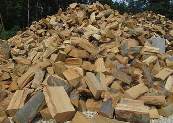 Stos pociętego drewna ułożonego w kopiec, widoczne słoje i kora, w tle zieleń drzew.
