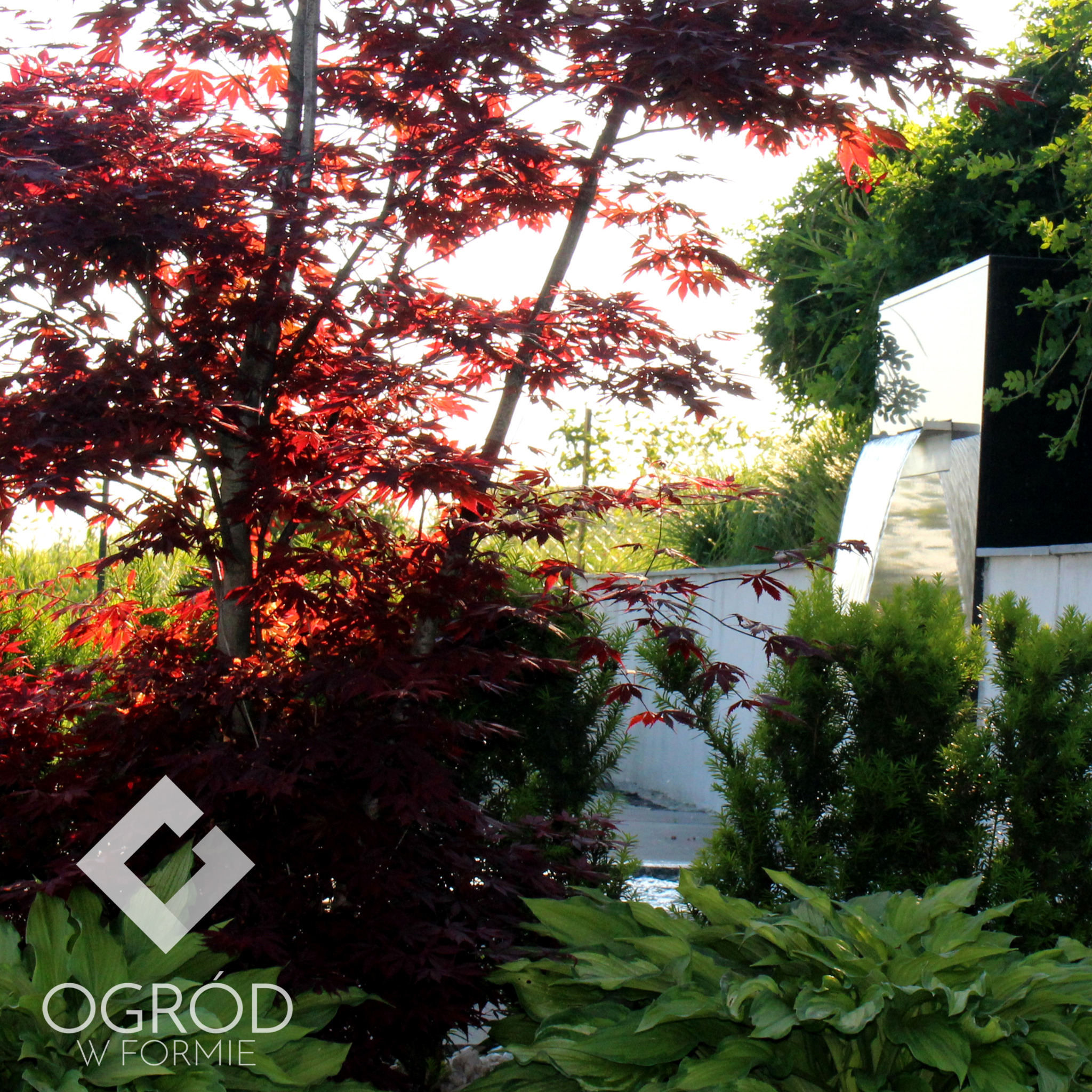Ogród z czerwonym klonem palmowym i nowoczesną kaskadą wodną ze stali nierdzewnej na tle białego muru.