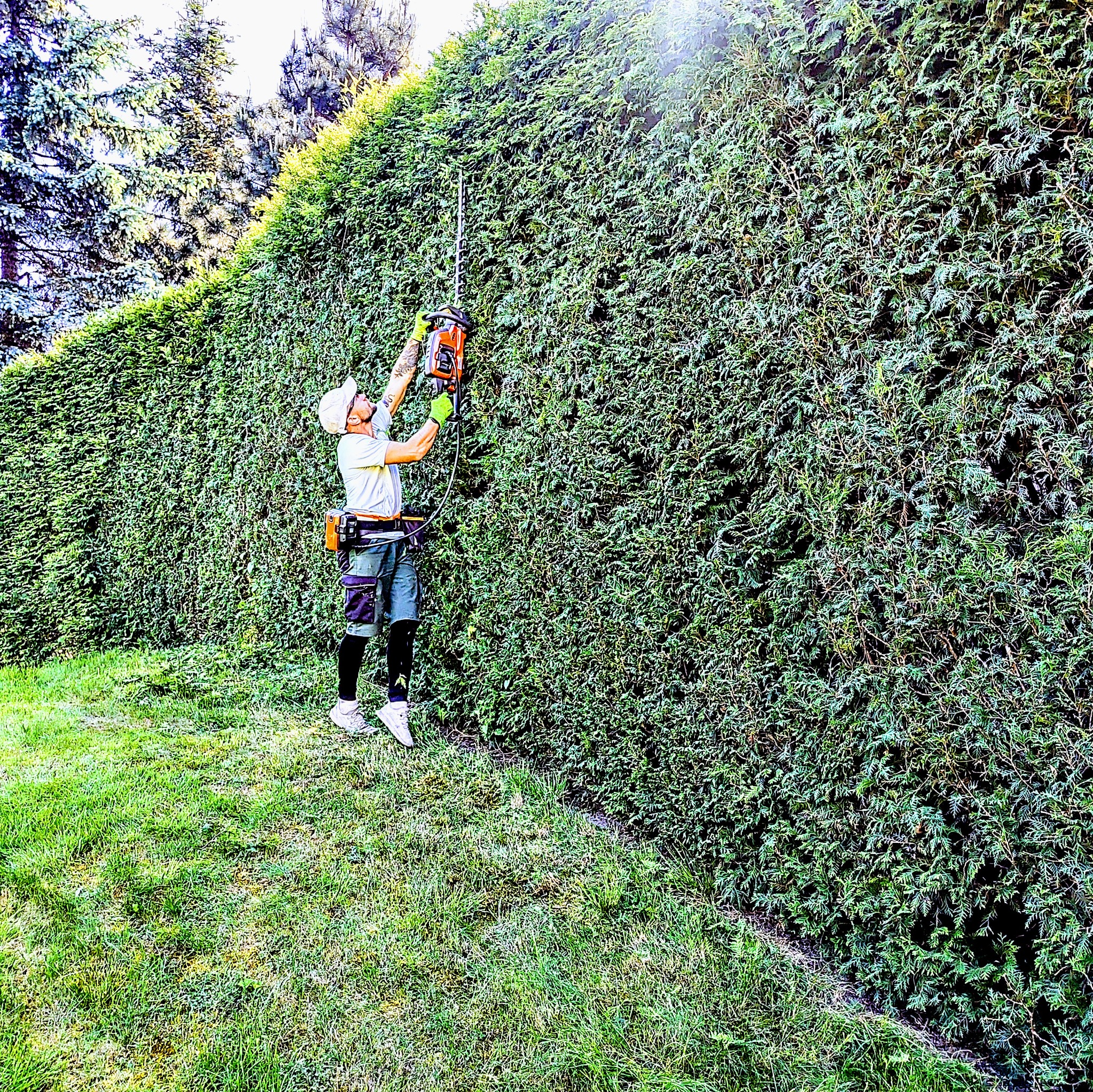 Mężczyzna w okularach ochronnych, czapce i roboczych ubraniach przycina wysoki żywopłot z tui za pomocą elektrycznych nożyc, widoczne ślady cięcia i opadające gałązki.
