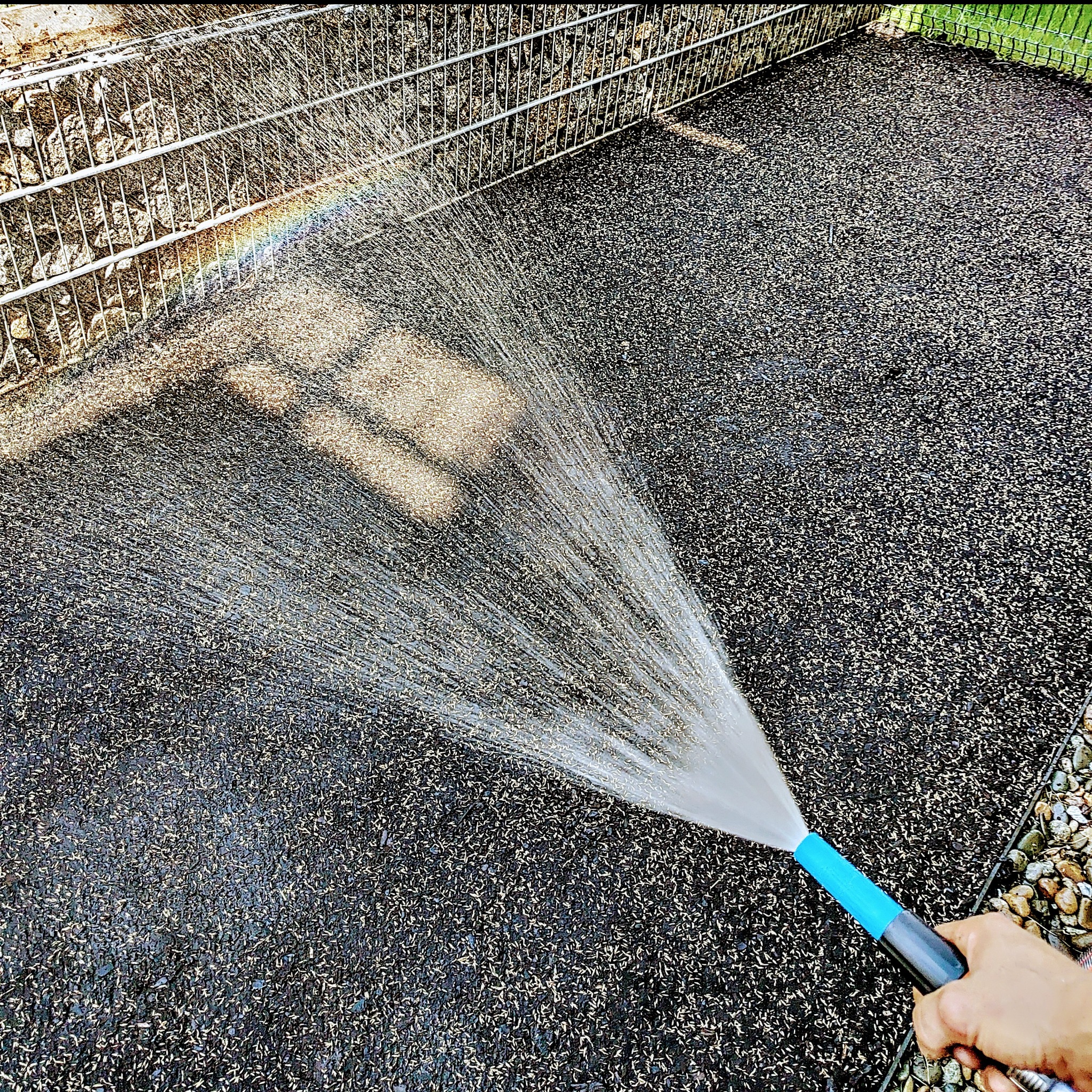 Nawadnianie świeżo zasianego trawnika z węża ogrodowego, widoczny tęczowy efekt załamującego się światła w strumieniu wody, w tle ogrodzenie z gabionów.