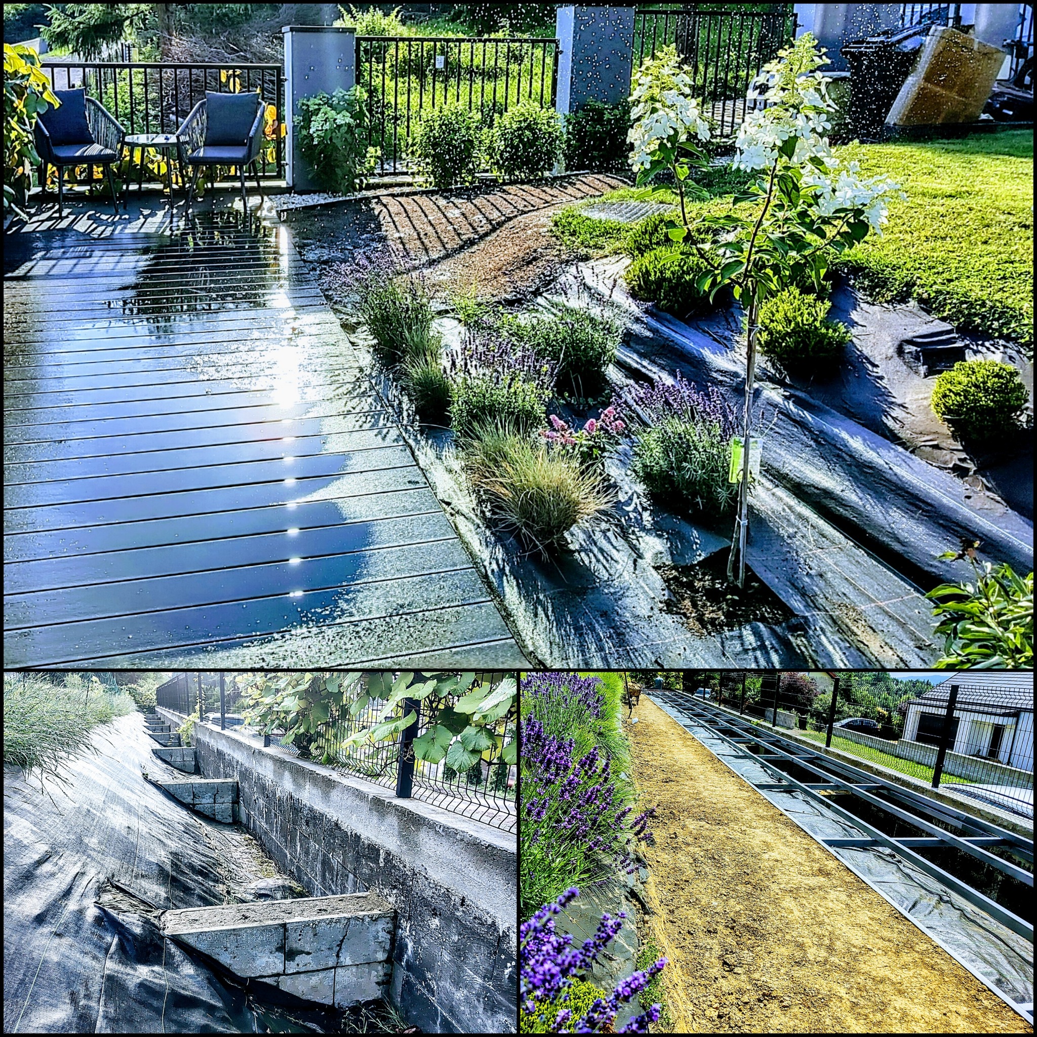 Etap zakładania ogrodu z wykorzystaniem agrowłókniny, widoczne świeżo posadzone rośliny, lawenda, trawy ozdobne, hortensja na pniu oraz elementy drewnianego tarasu i metalowego ogrodzenia.