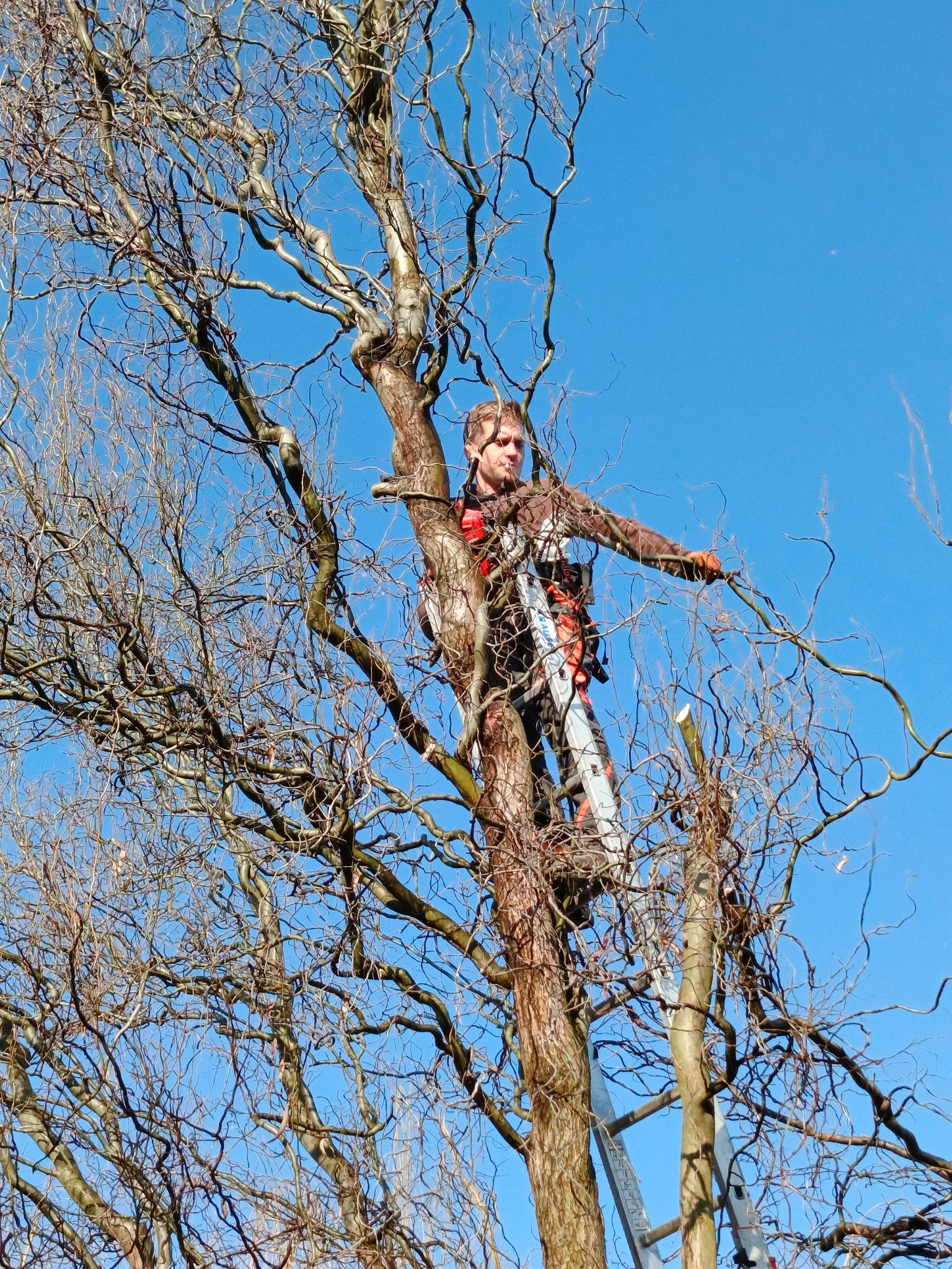 Arborysta na drabinie przy pniu wierzby mandżurskiej, w trakcie przycinania gałęzi na tle błękitnego nieba.