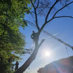Pracownik w uprzęży, w trakcie wycinki drzewa z użyciem dźwigu na tle błękitnego nieba i silnego słońca.
