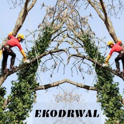 Ekodrwal Sp.z.o.o - Wyjątkowe Nasadzanie Drzew w Gdańsku