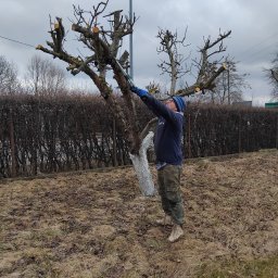 3Miasto-Hol Piotr Szpreniec - Mężczyzna w czapce i roboczych ubraniach przycina gałęzie drzewa za pomocą sekatora teleskopowego. Pień drzewa pomalowany na biało. Trawa sucha, jesienna.