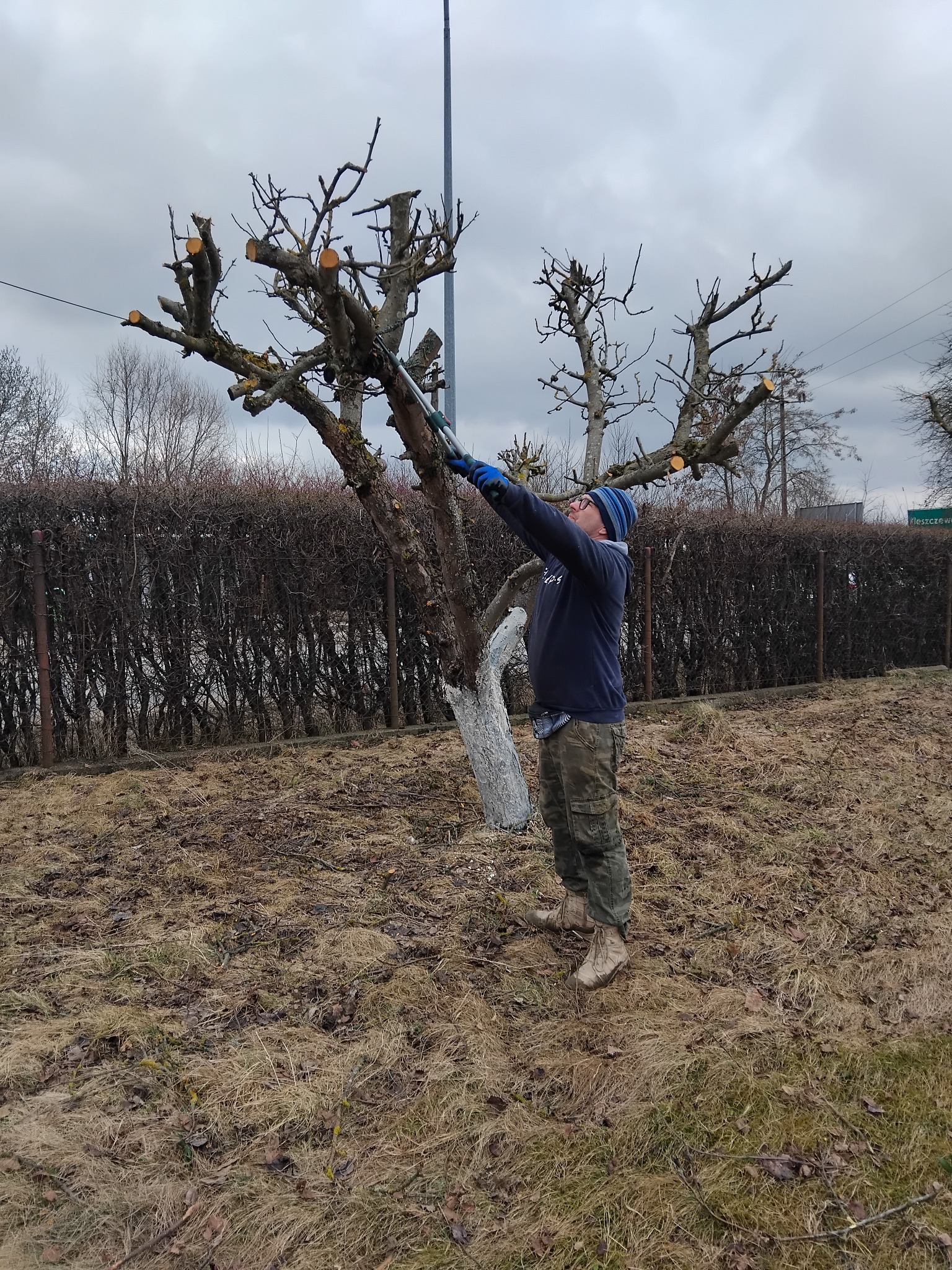 Mężczyzna w czapce i roboczych ubraniach przycina gałęzie drzewa za pomocą sekatora teleskopowego. Pień drzewa pomalowany na biało. Trawa sucha, jesienna.