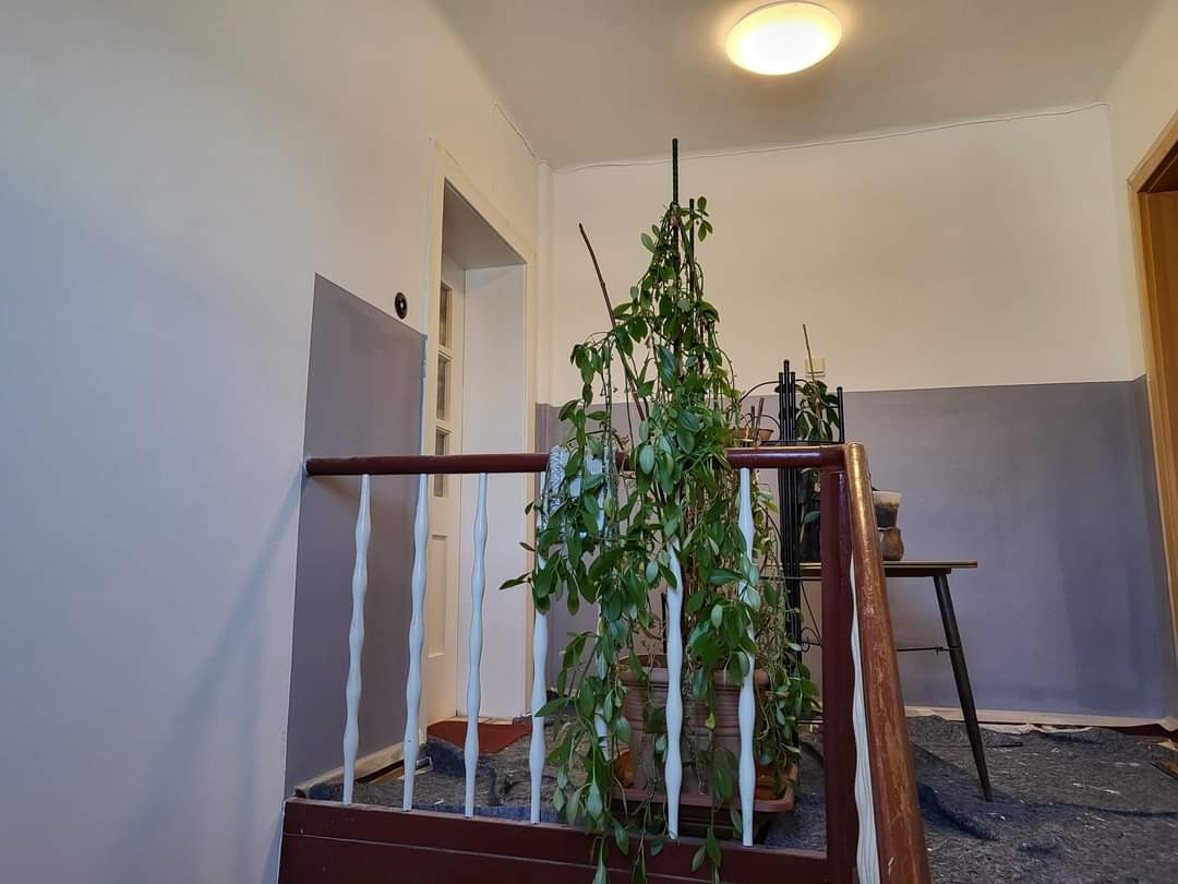 Klatka schodowa w trakcie malowania: dolna szara część ściany odcięta od górnej białej, zabezpieczone schody z rośliną doniczkową na pierwszym planie.
