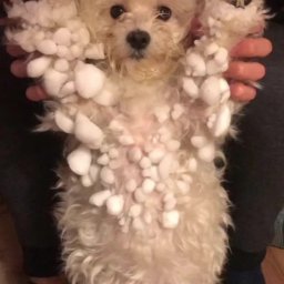 Wyprowadzanie psów Opole 3