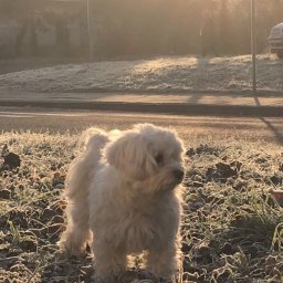 Wyprowadzanie psów Opole 4