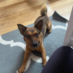 Wyprowadzanie psów Opole 1