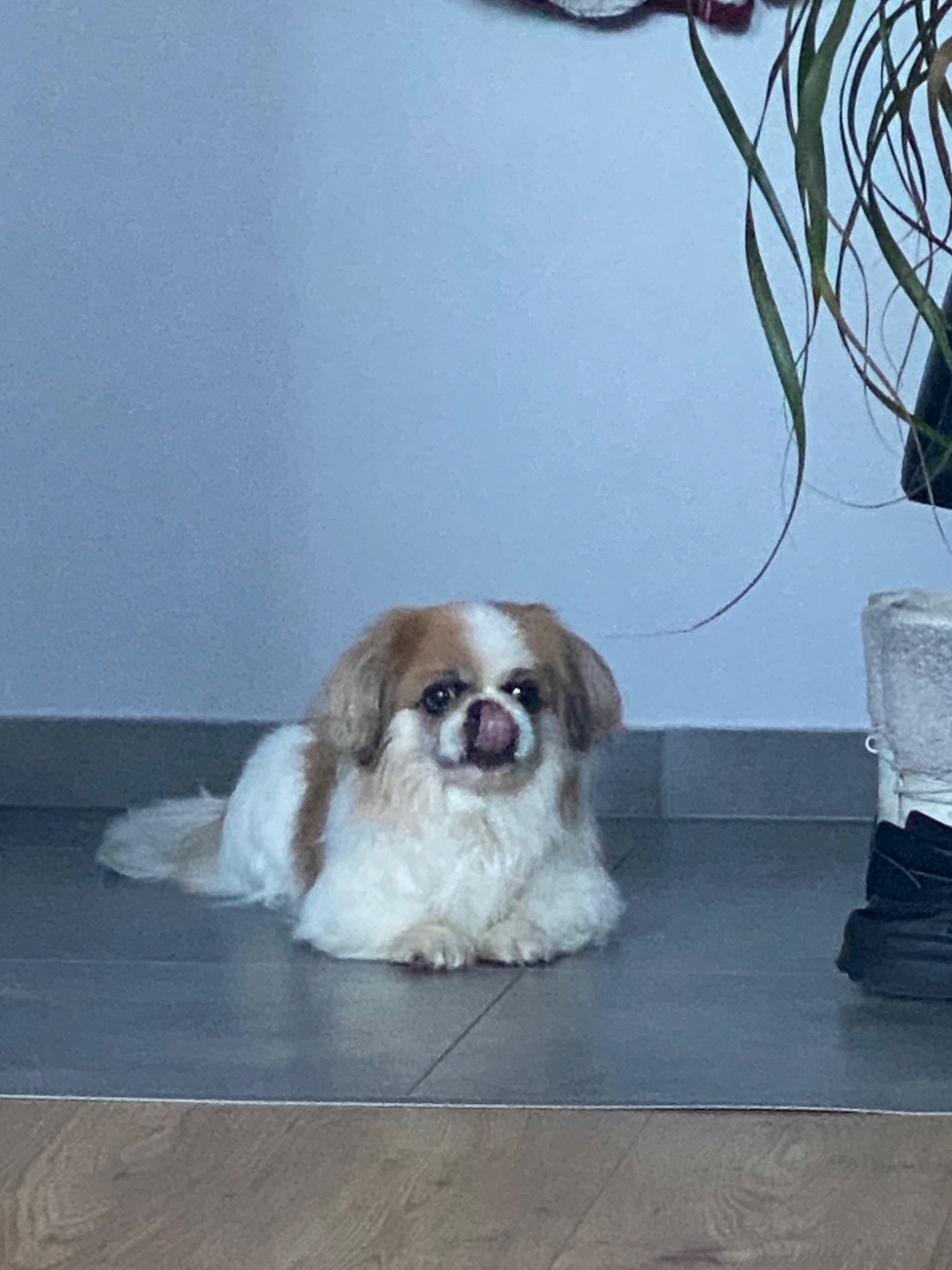 Pekińczyk o białym i brązowym umaszczeniu leży na szarej podłodze, wystawiając język, obok widoczne buty i roślina doniczkowa.