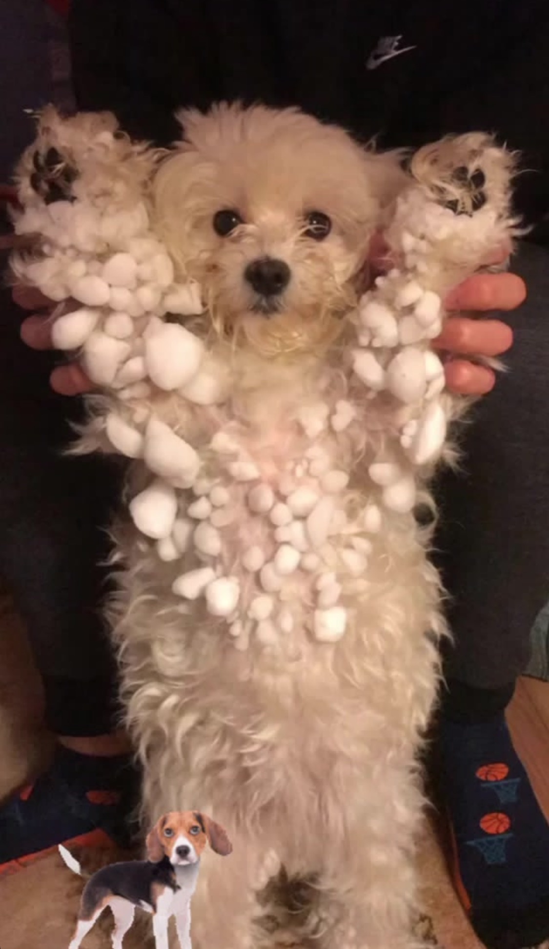 Mały, biały pies z sierścią pokrytą śnieżnymi kulkami, trzymany przez osobę w szarych spodniach i skarpetach z motywem koszykówki; w rogu wklejone zdjęcie psa rasy beagle.