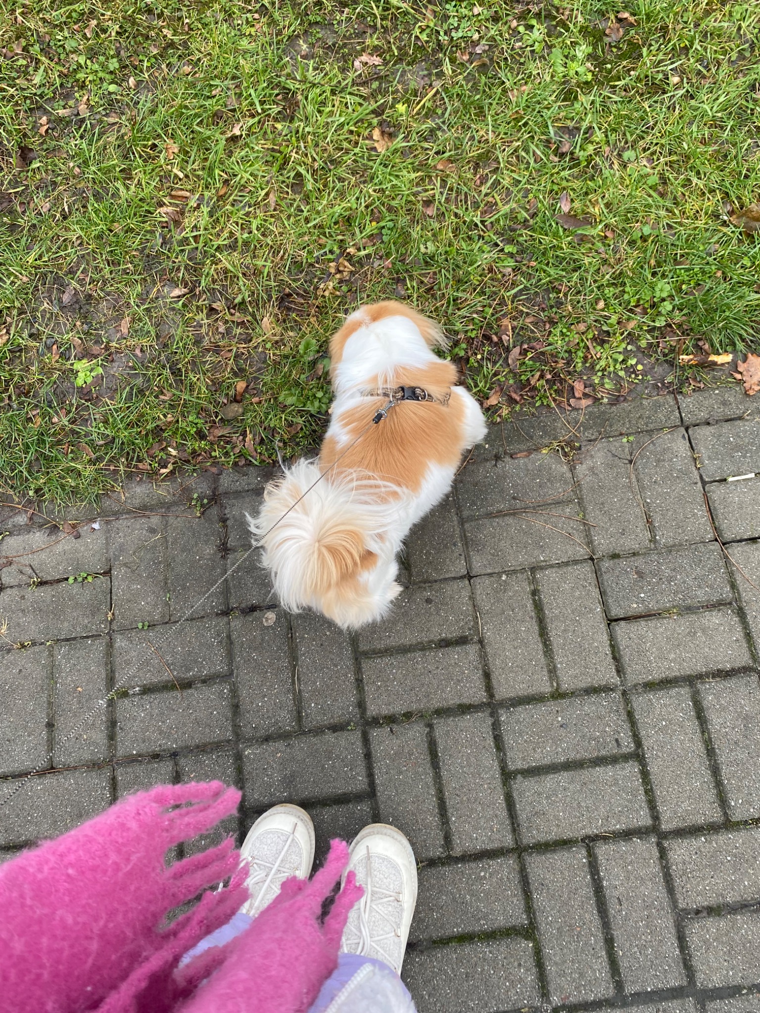 Widok z góry na małego, biało-rudego psa na smyczy, stojącego na chodniku z kostki, z fragmentem trawnika w tle oraz nogami osoby z różowym szalem i białymi butami w dolnej części kadru.