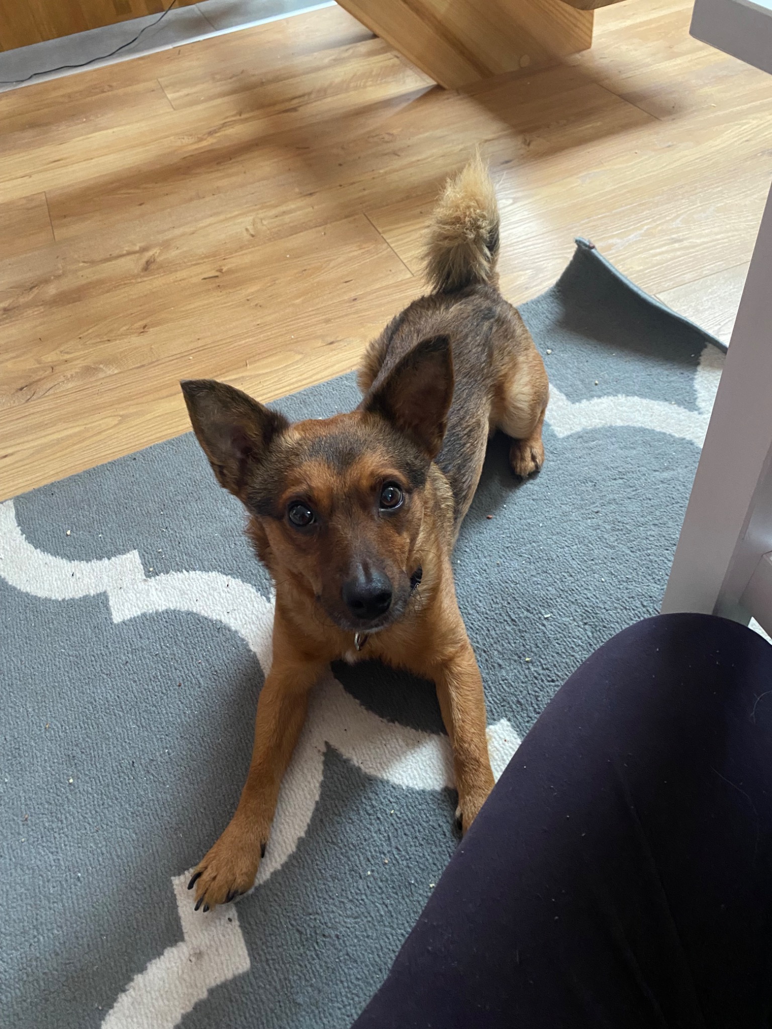 Uroczy brązowy pies z nastroszonym ogonem leży na szaro-białym dywanie, spoglądając w górę z błagalnym wzrokiem.