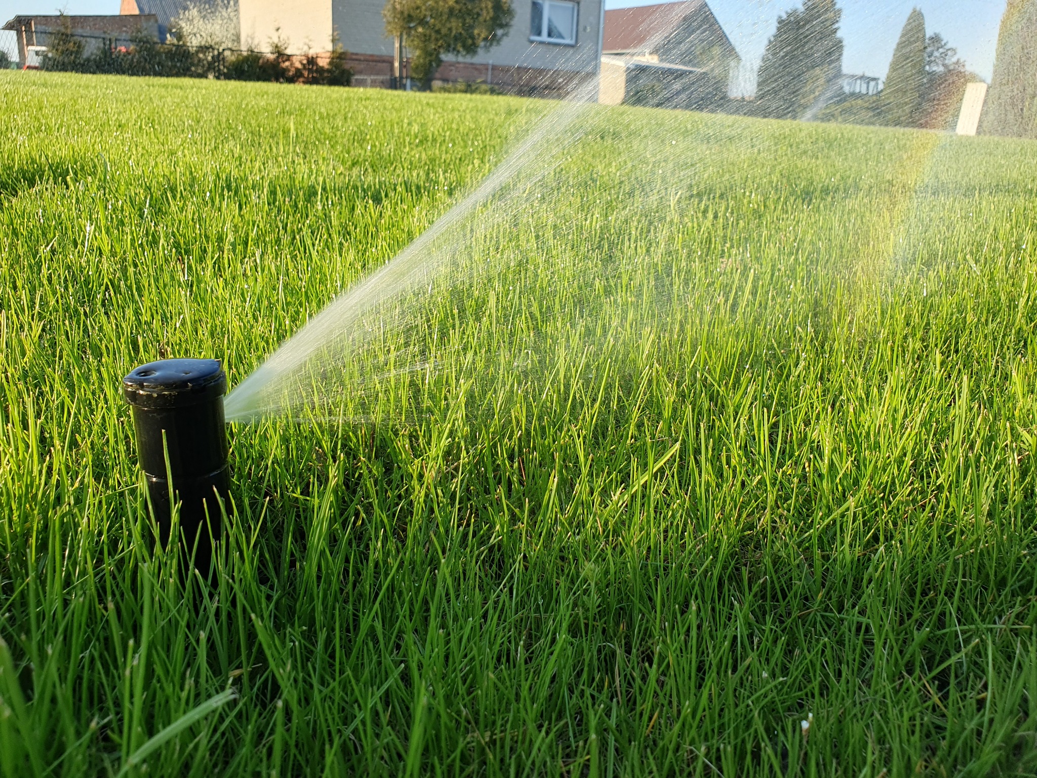 Automatyczny zraszacz nawadnia gęsty, zielony trawnik w słoneczny dzień; w tle widoczny dom jednorodzinny.