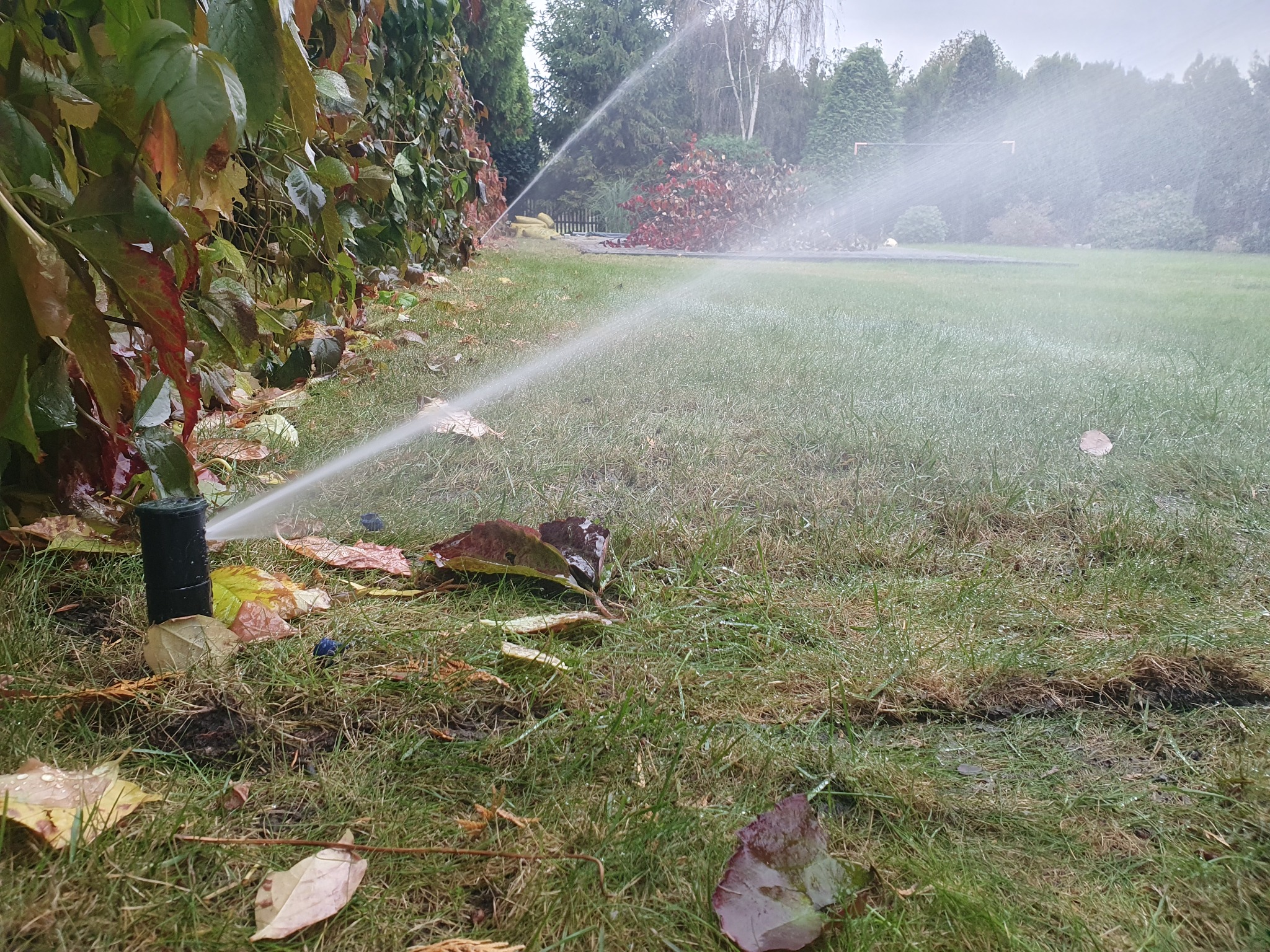 Automatyczny zraszacz w trawniku rozpyla wodę, jesienne liście na murawie, tło z drzewami i krzewami.