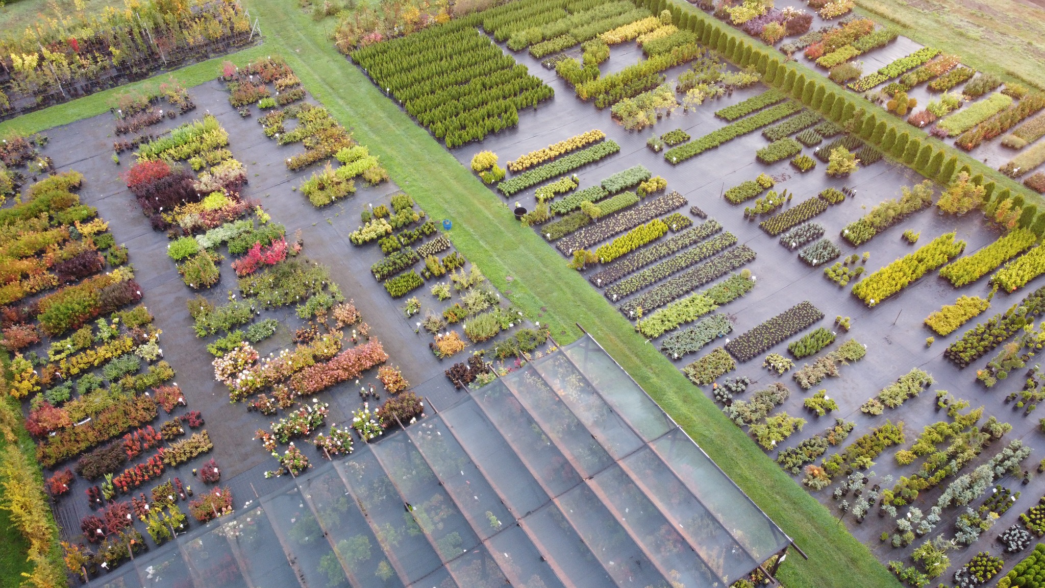 Widok z lotu ptaka na szkółkę roślin z rzędami drzew i krzewów o różnorodnej kolorystyce, oddzielonych pasami trawy, z fragmentem szklarni w dolnej części kadru.
