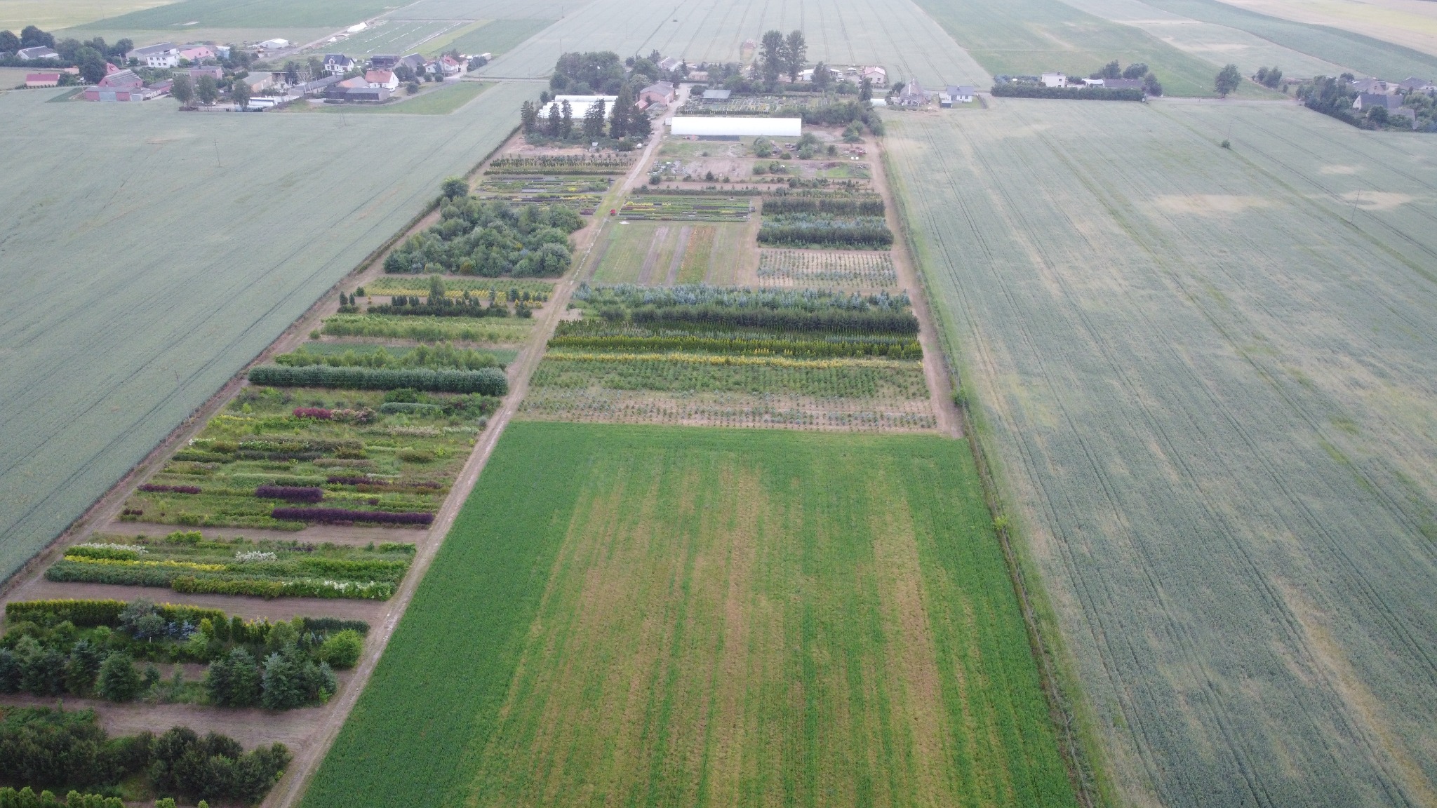 Widok z lotu ptaka na szkółkę drzew i krzewów ozdobnych z różnymi gatunkami roślin posadzonych w rzędach, otoczoną polami uprawnymi i zabudowaniami gospodarczymi.