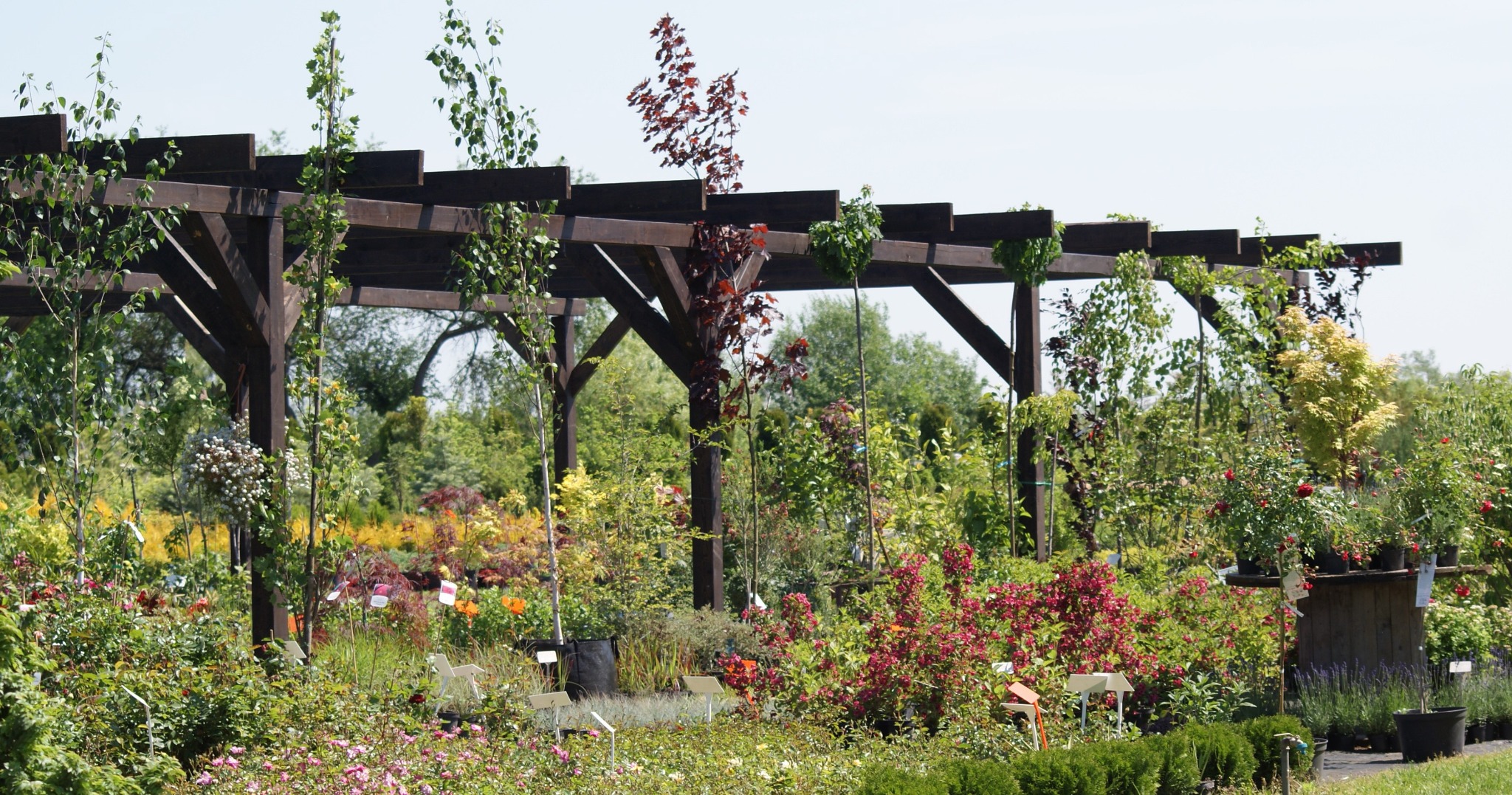 Szeroki kadr na szkółkę drzew i krzewów ozdobnych z drewnianą pergolą, ukazujący bogactwo gatunków i kolorów roślin.