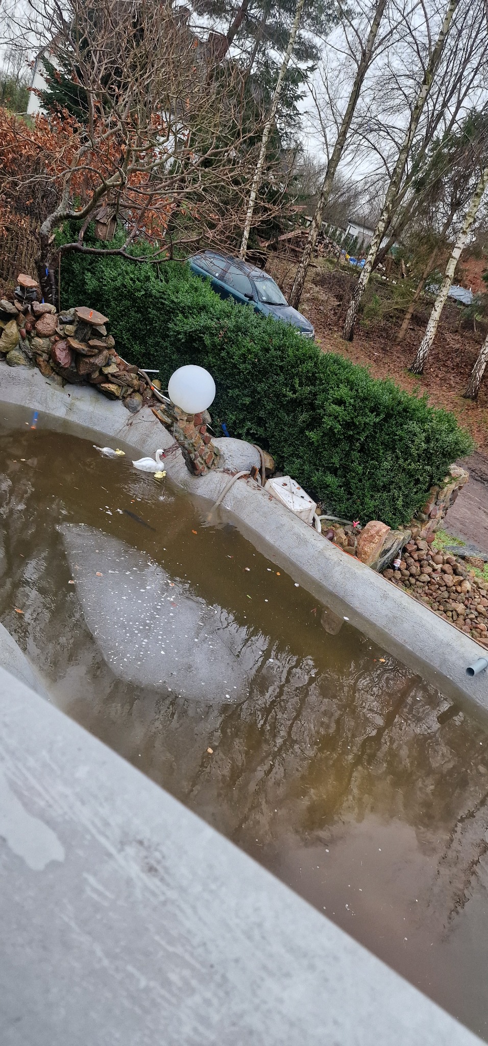 Oczko wodne z betonowymi brzegami, z brązową wodą, w której pływają białe kaczki, otoczone kamieniami, roślinnością i drzewami, z samochodem w tle.