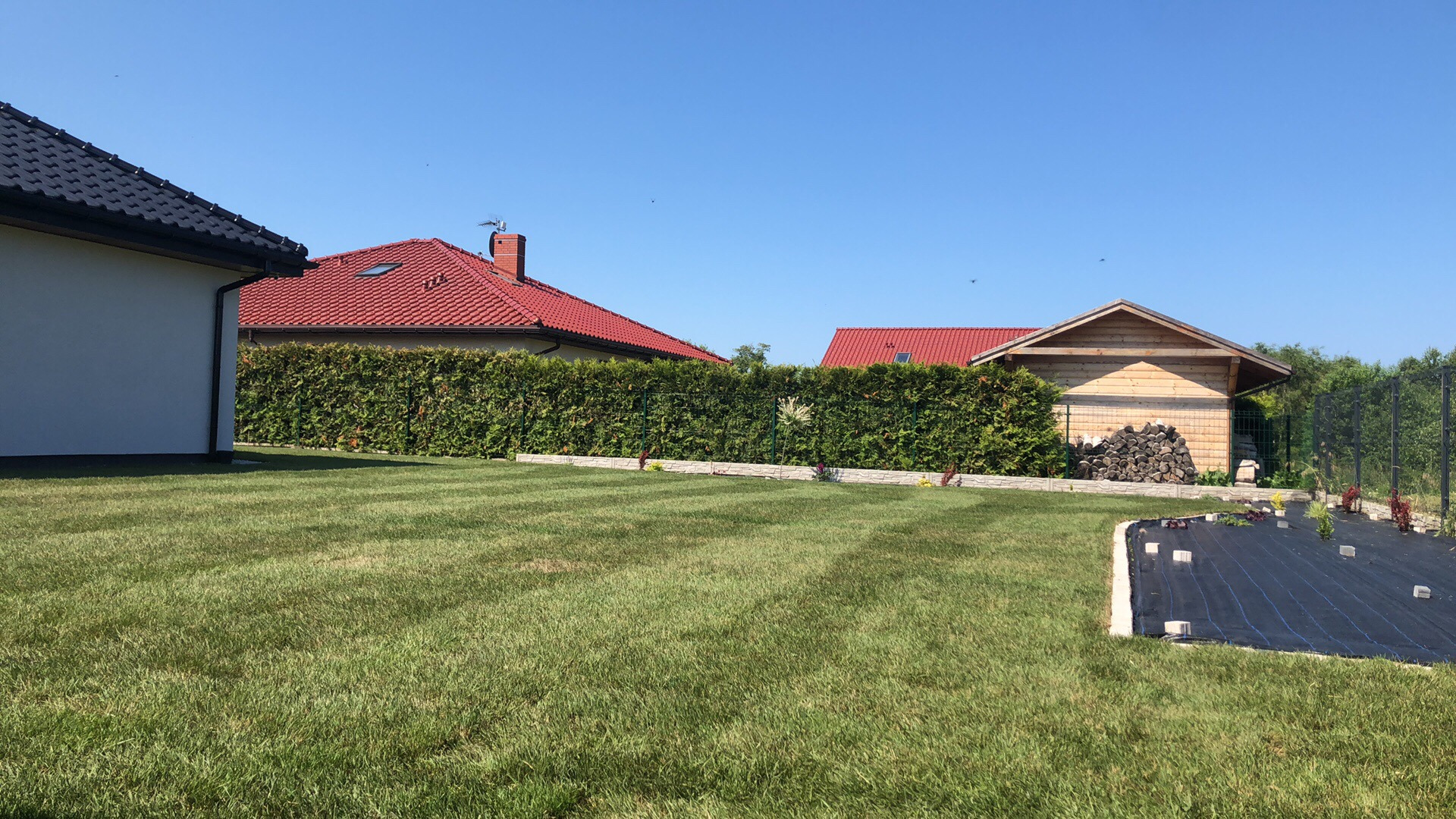 Starannie utrzymany trawnik z wyraźnymi pasami po koszeniu, żywopłot z tui oddzielający posesję, drewniana altana z ułożonym drewnem w tle, fragment rabaty z czarną agrowłókniną i młodymi sadzonkami.