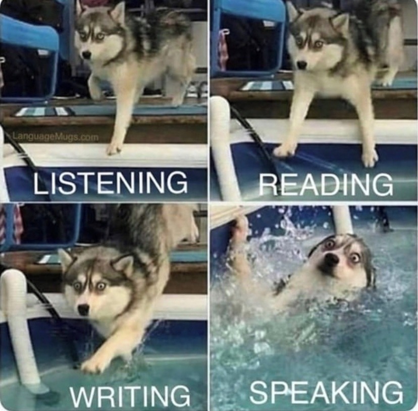 Make learning Polish fun – even our furry friends agree!