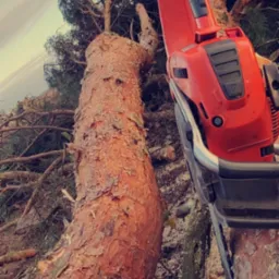 Czerwona pilarka spalinowa Husqvarna na pniu ściętego drzewa iglastego z widocznymi wiórami, w tle korony drzew i niebo.