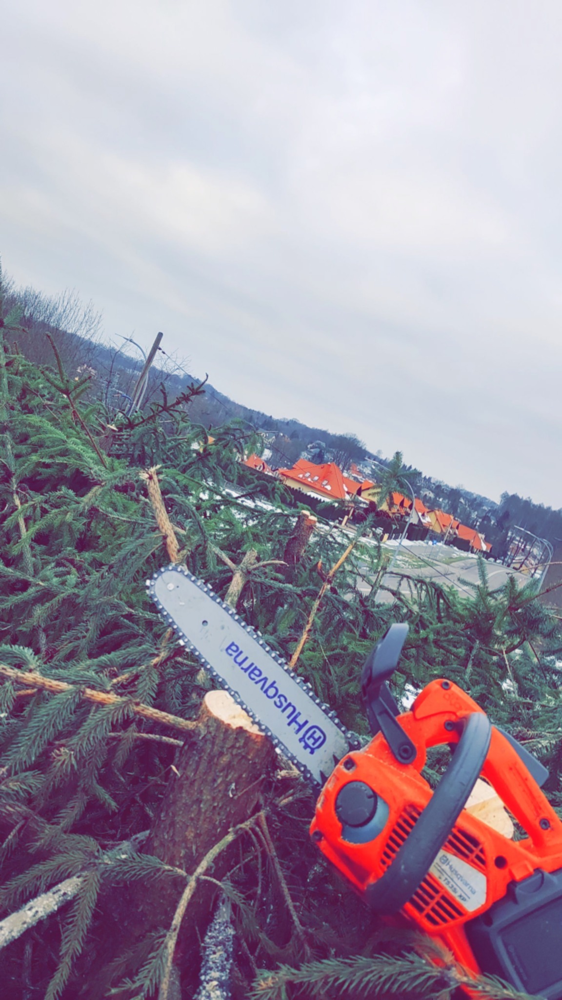 Pomarańczowa pilarka Husqvarna na ściętym pniu drzewa iglastego, widok na miasto w tle przy pochmurnym niebie.